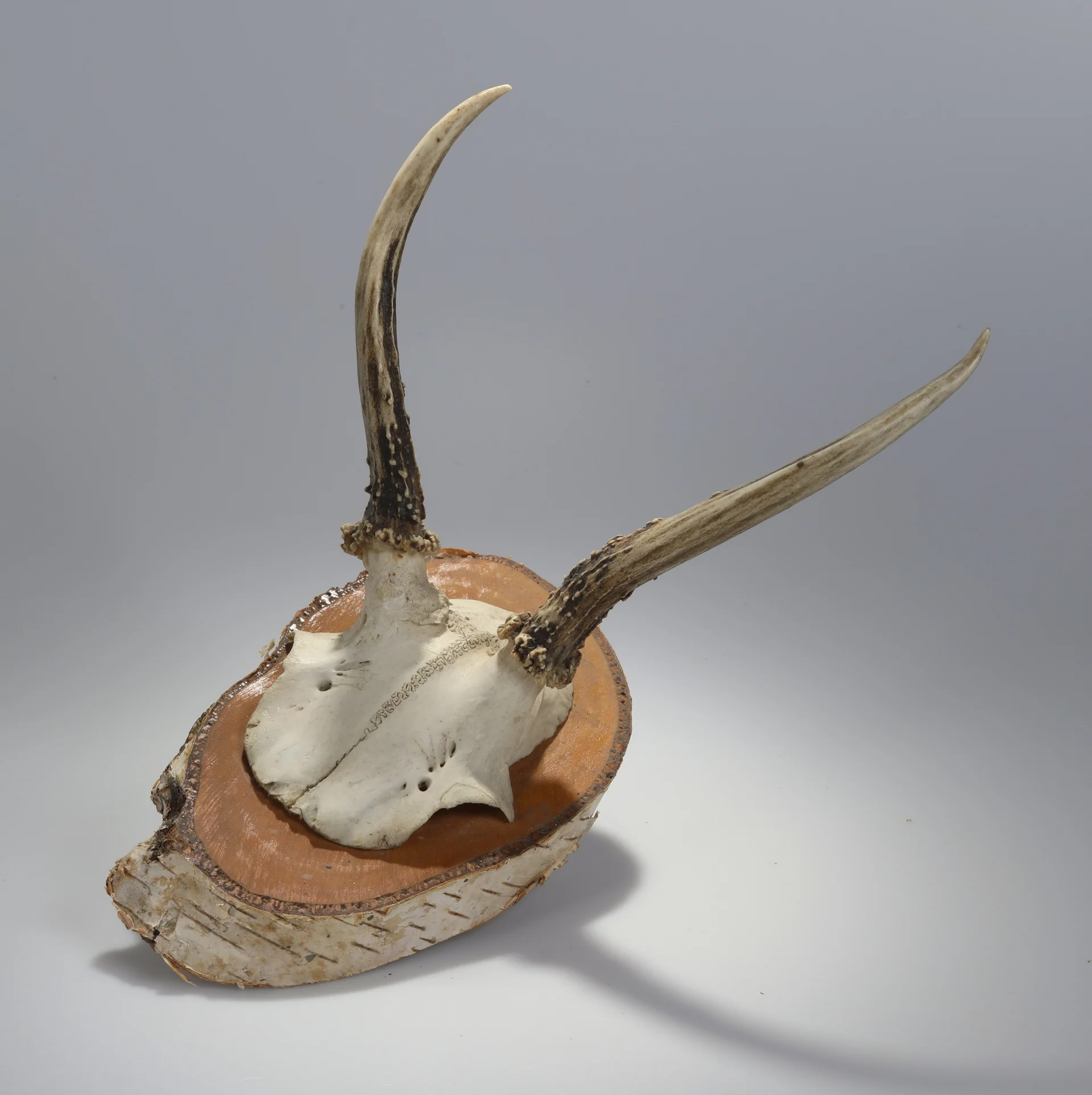 Náhledový obrázek předmětu Capreolus capreolus (osteologický preparát)
