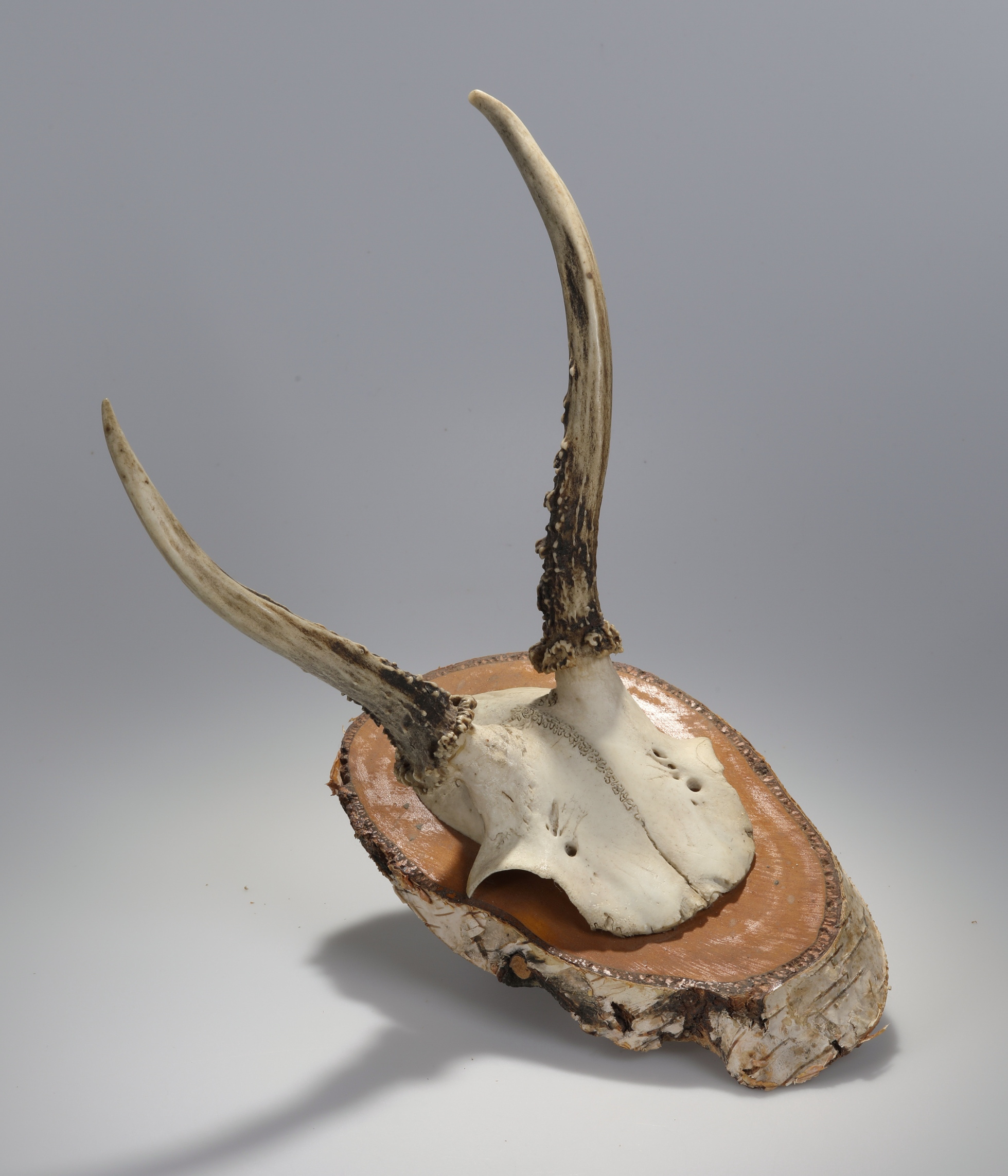 Náhledový obrázek Capreolus capreolus (osteologický preparát) - 3