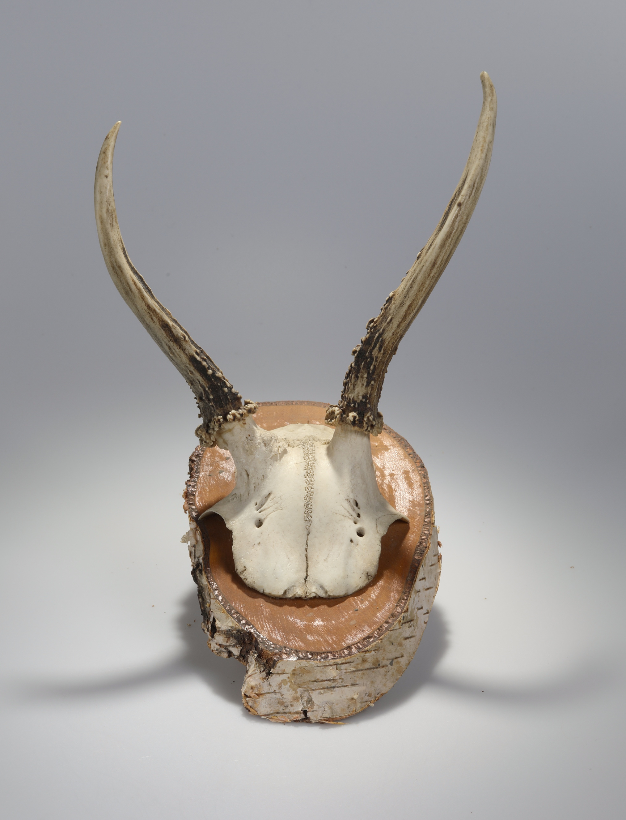Náhledový obrázek Capreolus capreolus (osteologický preparát) - 2
