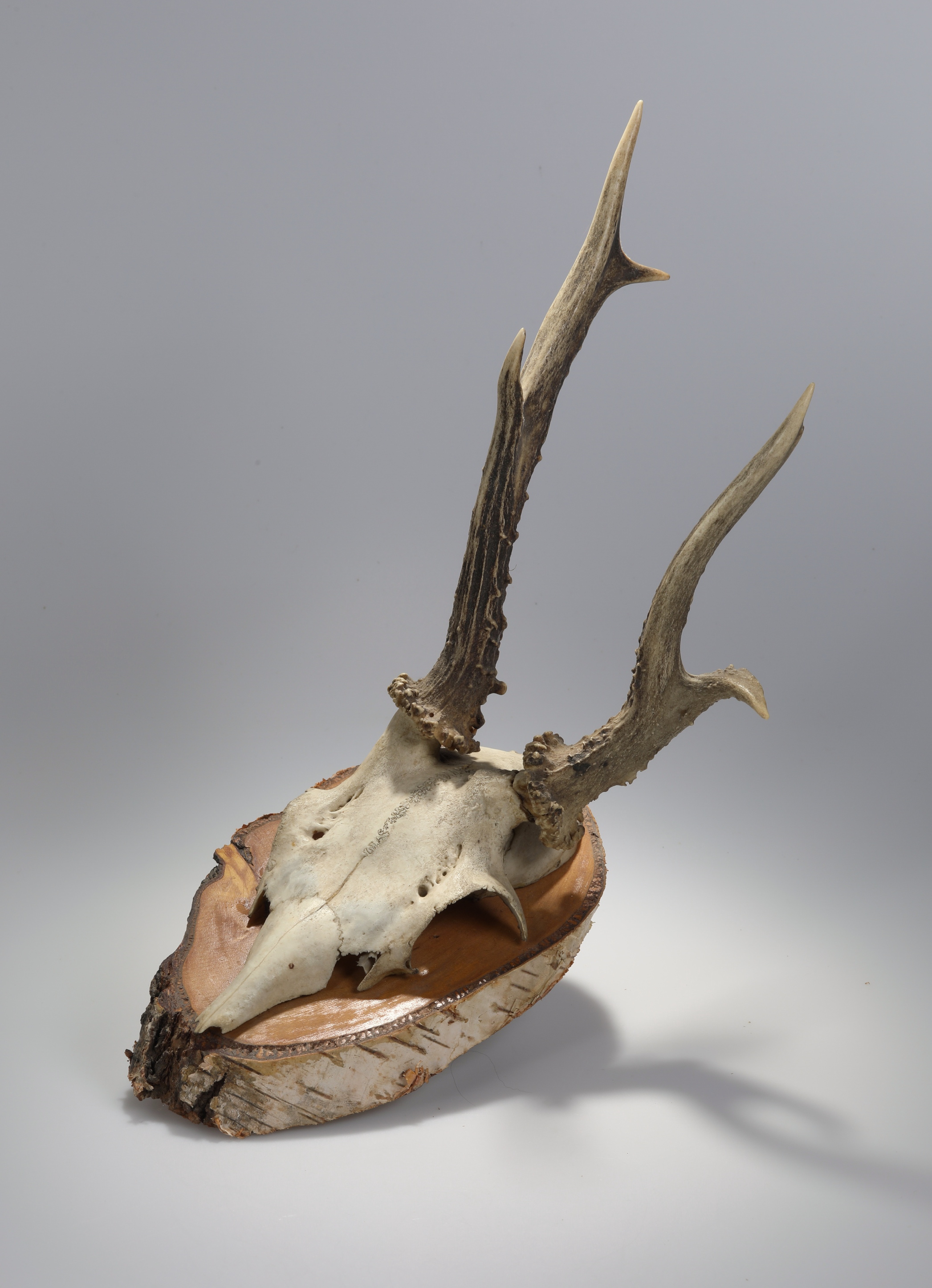 Náhledový obrázek Capreolus capreolus (osteologický preparát) - 1