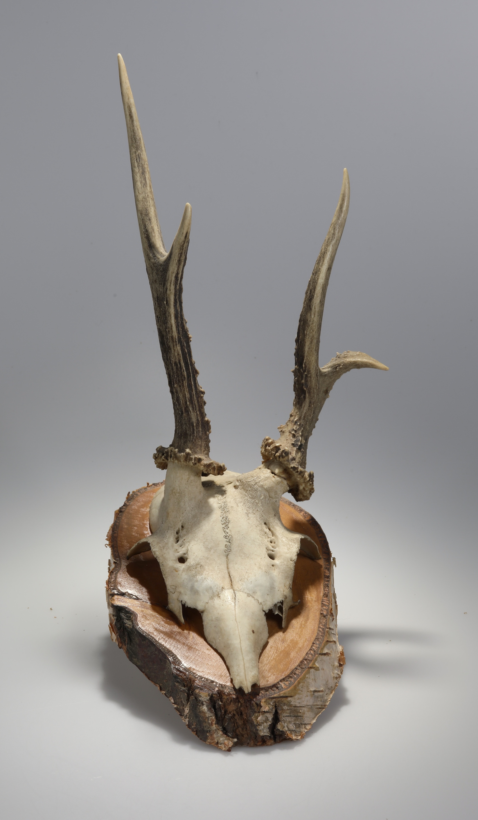 Náhledový obrázek Capreolus capreolus (osteologický preparát) - 2