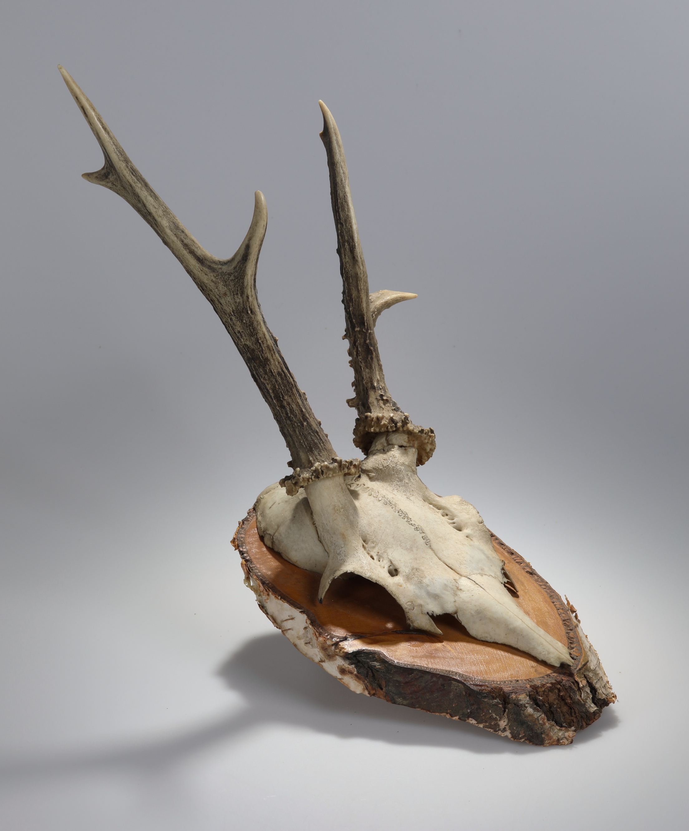 Náhledový obrázek Capreolus capreolus (osteologický preparát) - 3