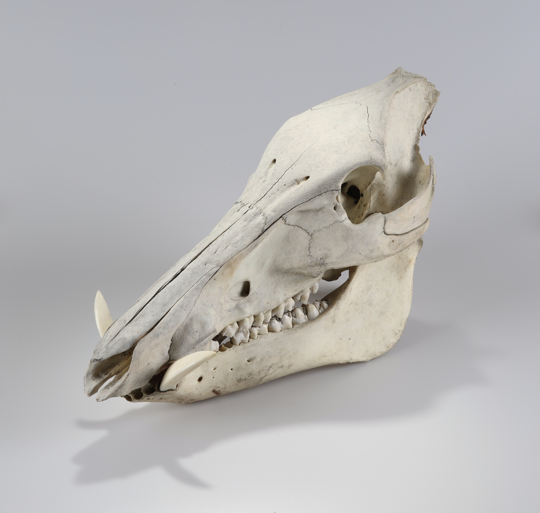Náhledový obrázek Sus scrofa (osteologický preparát) - 3