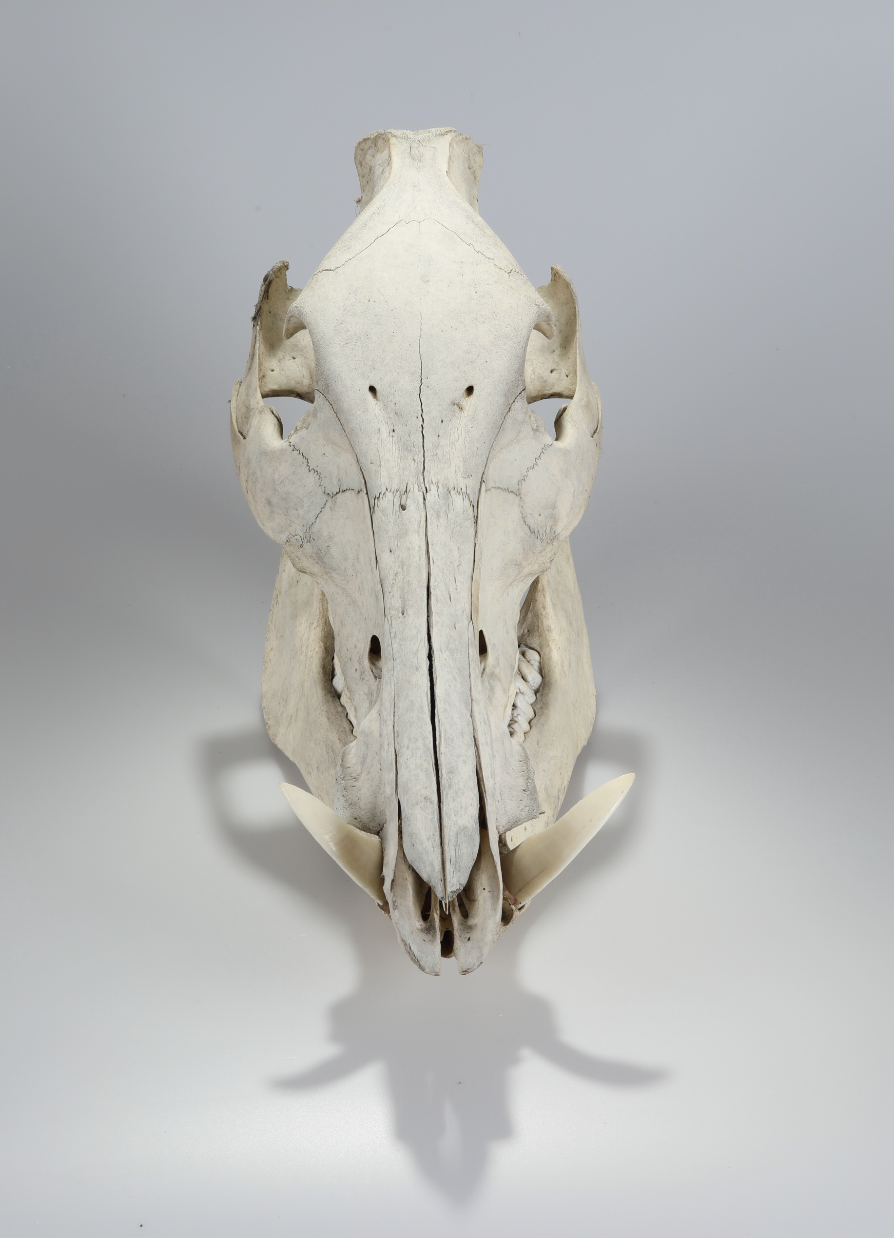Náhledový obrázek Sus scrofa (osteologický preparát) - 2