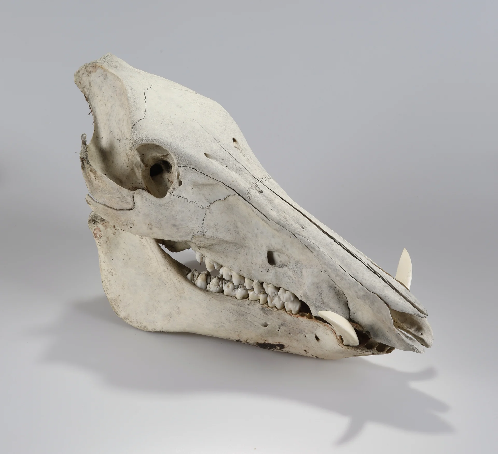 Náhledový obrázek předmětu Sus scrofa (osteologický preparát)