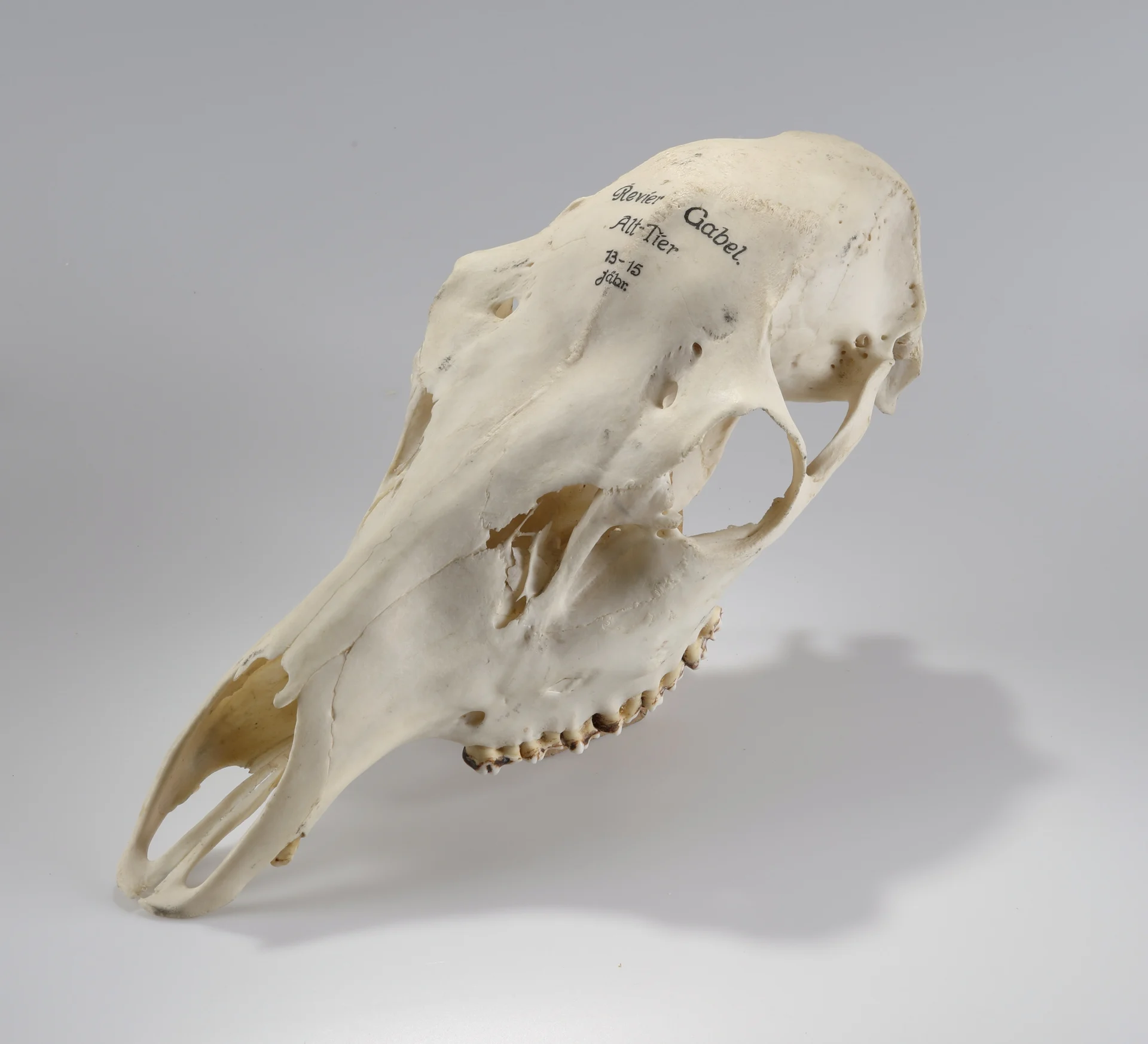 Náhledový obrázek předmětu Cervus elaphus (osteologický preparát)