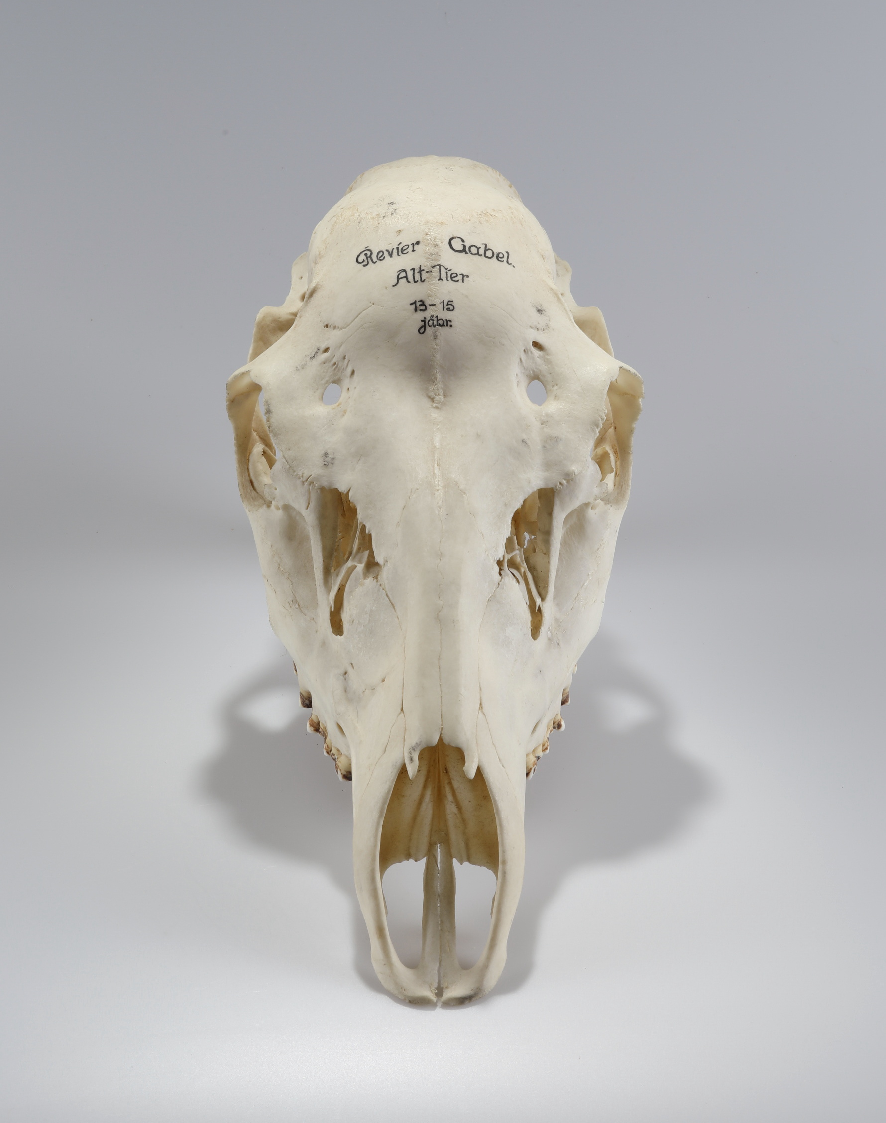 Náhledový obrázek Cervus elaphus (osteologický preparát) - 2