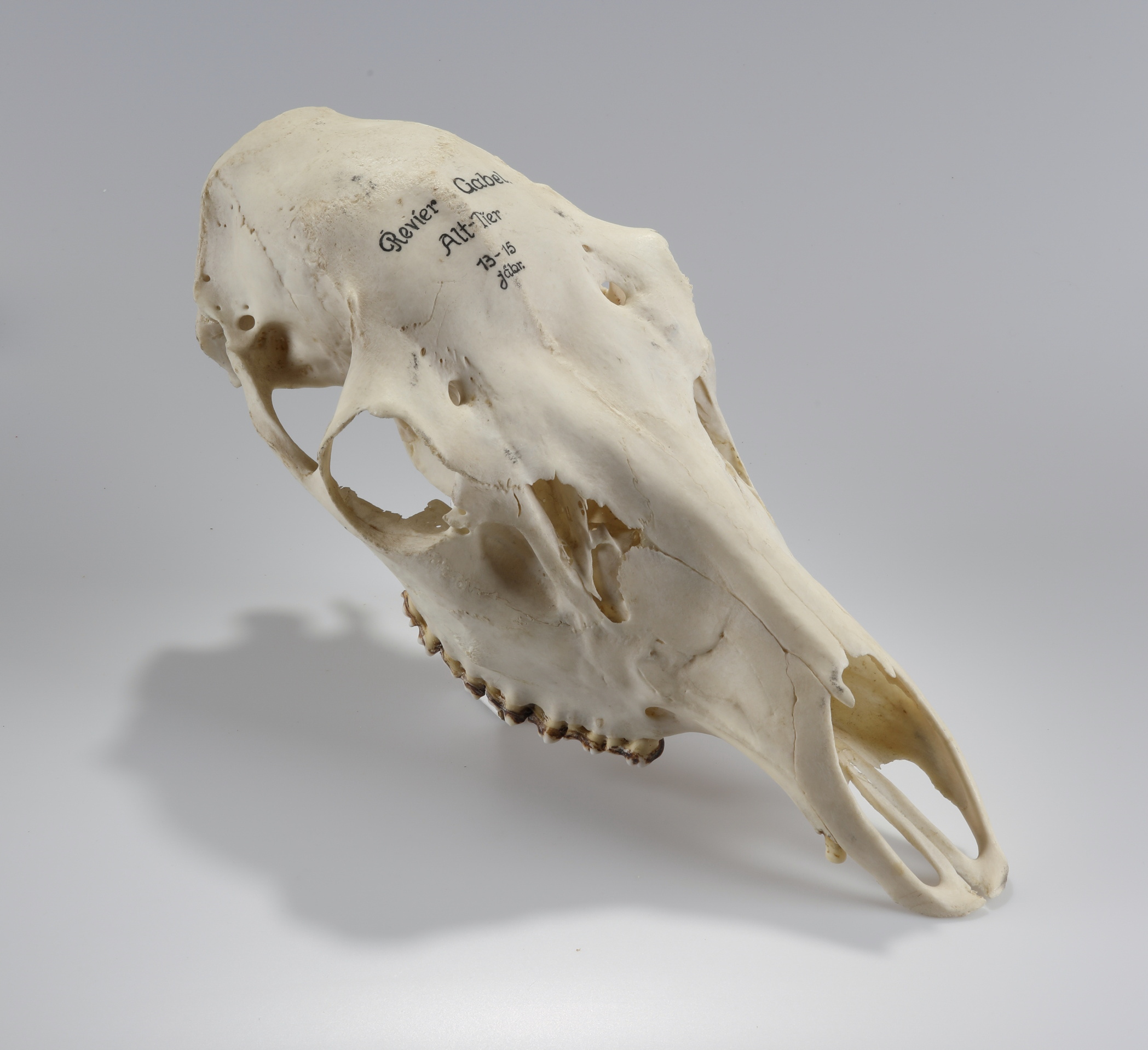 Náhledový obrázek Cervus elaphus (osteologický preparát) - 3