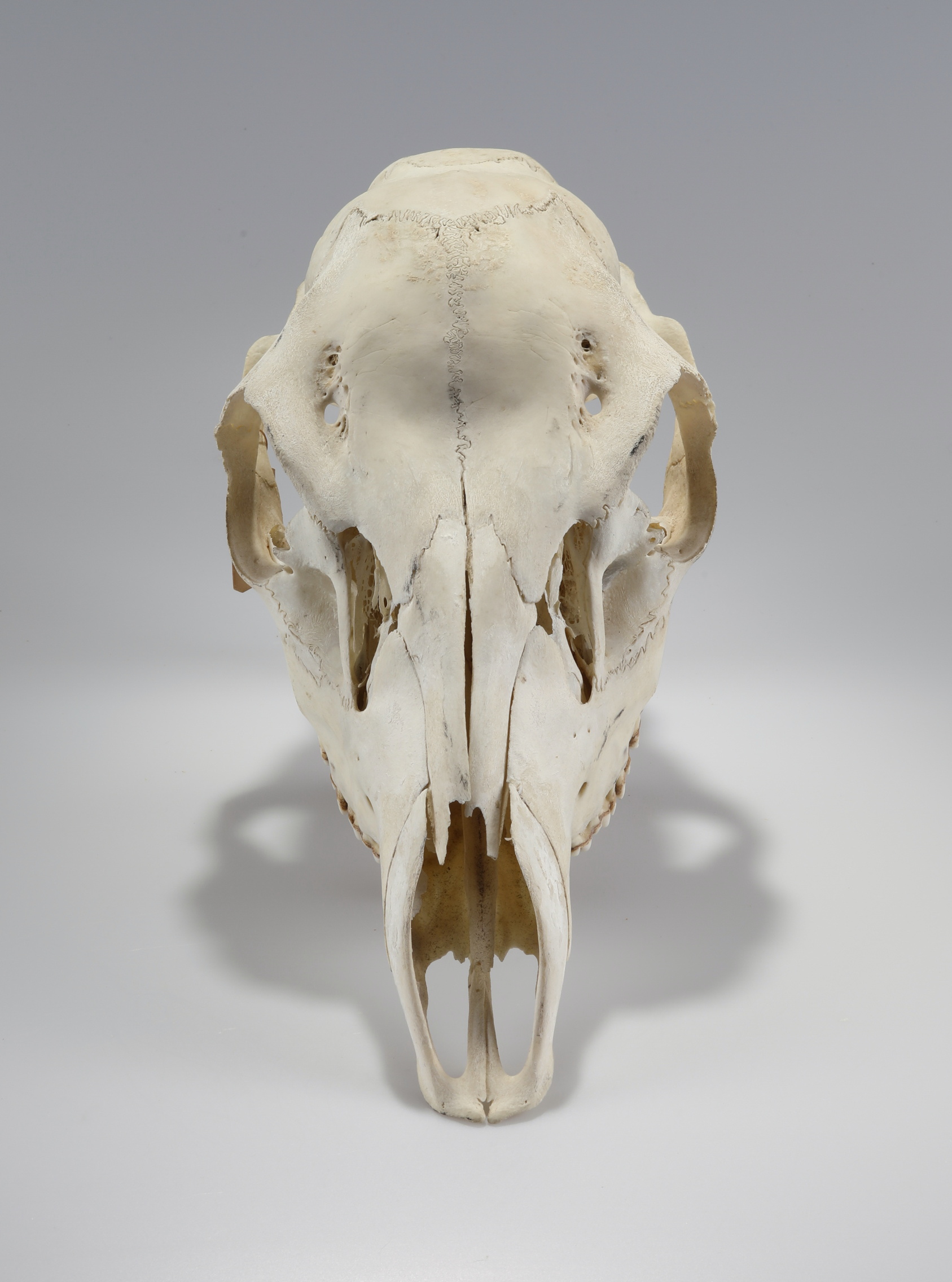 Náhledový obrázek Cervus elaphus (osteologický preparát) - 2