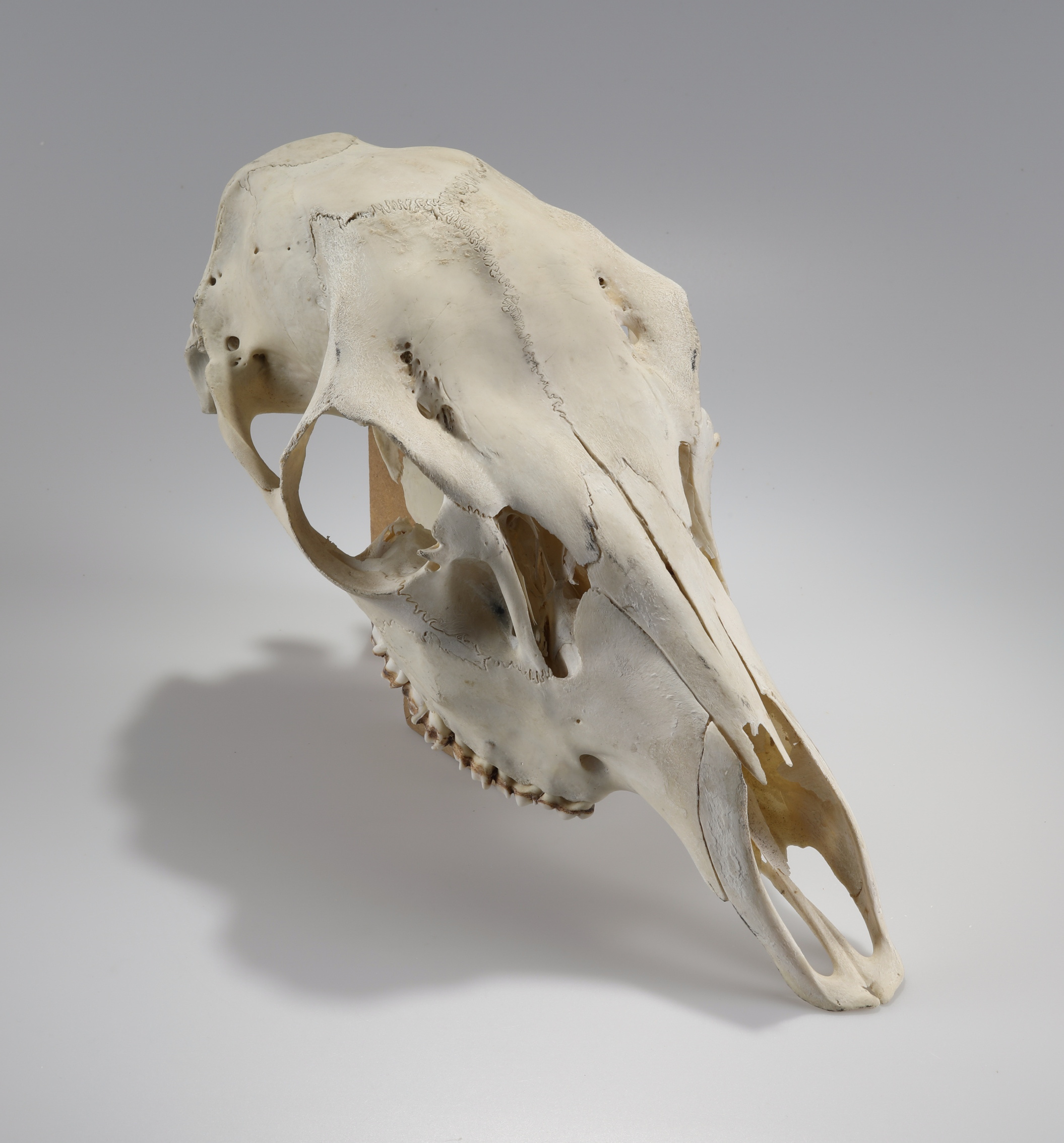 Náhledový obrázek Cervus elaphus (osteologický preparát) - 1