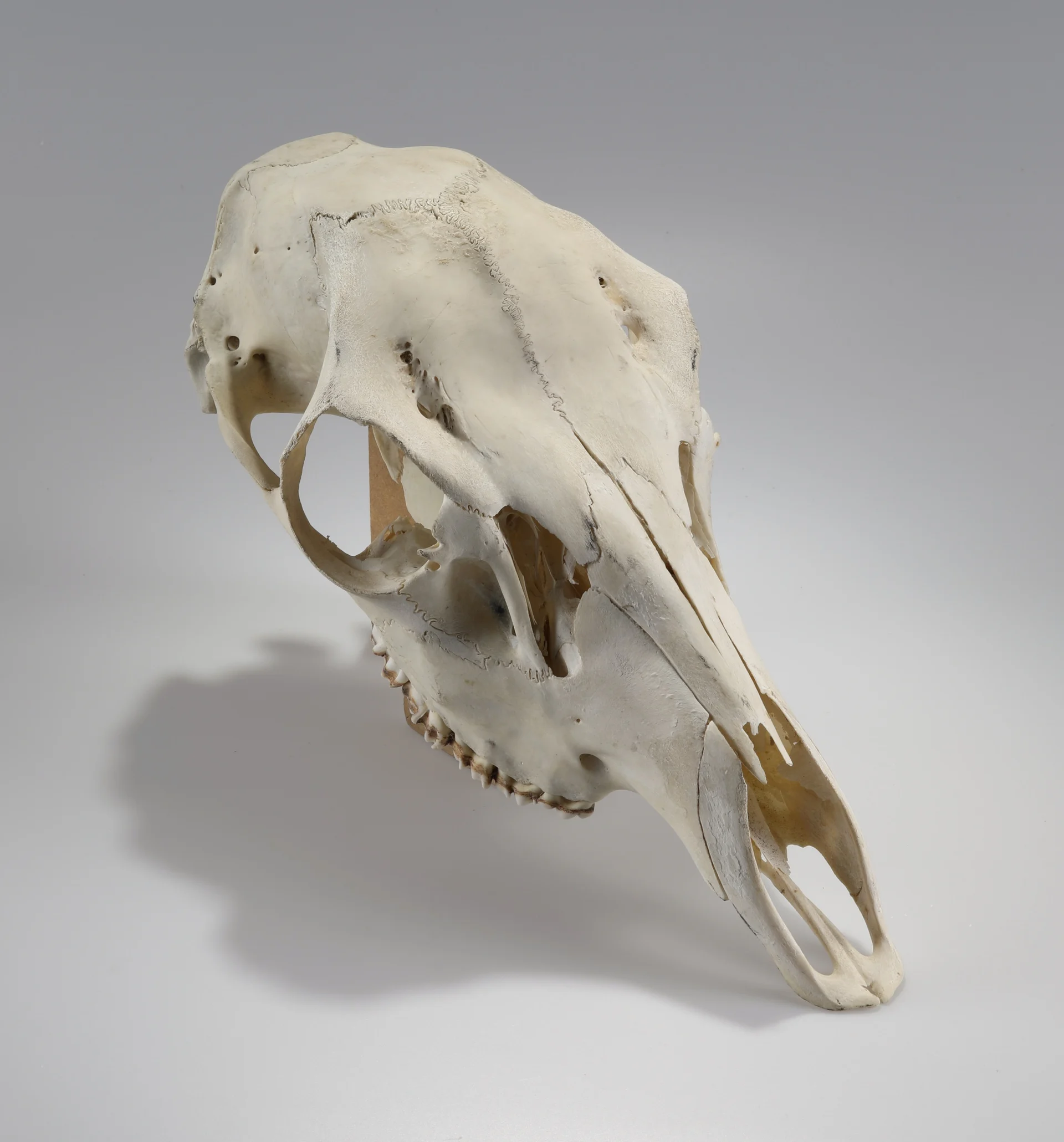 Náhledový obrázek předmětu Cervus elaphus (osteologický preparát)