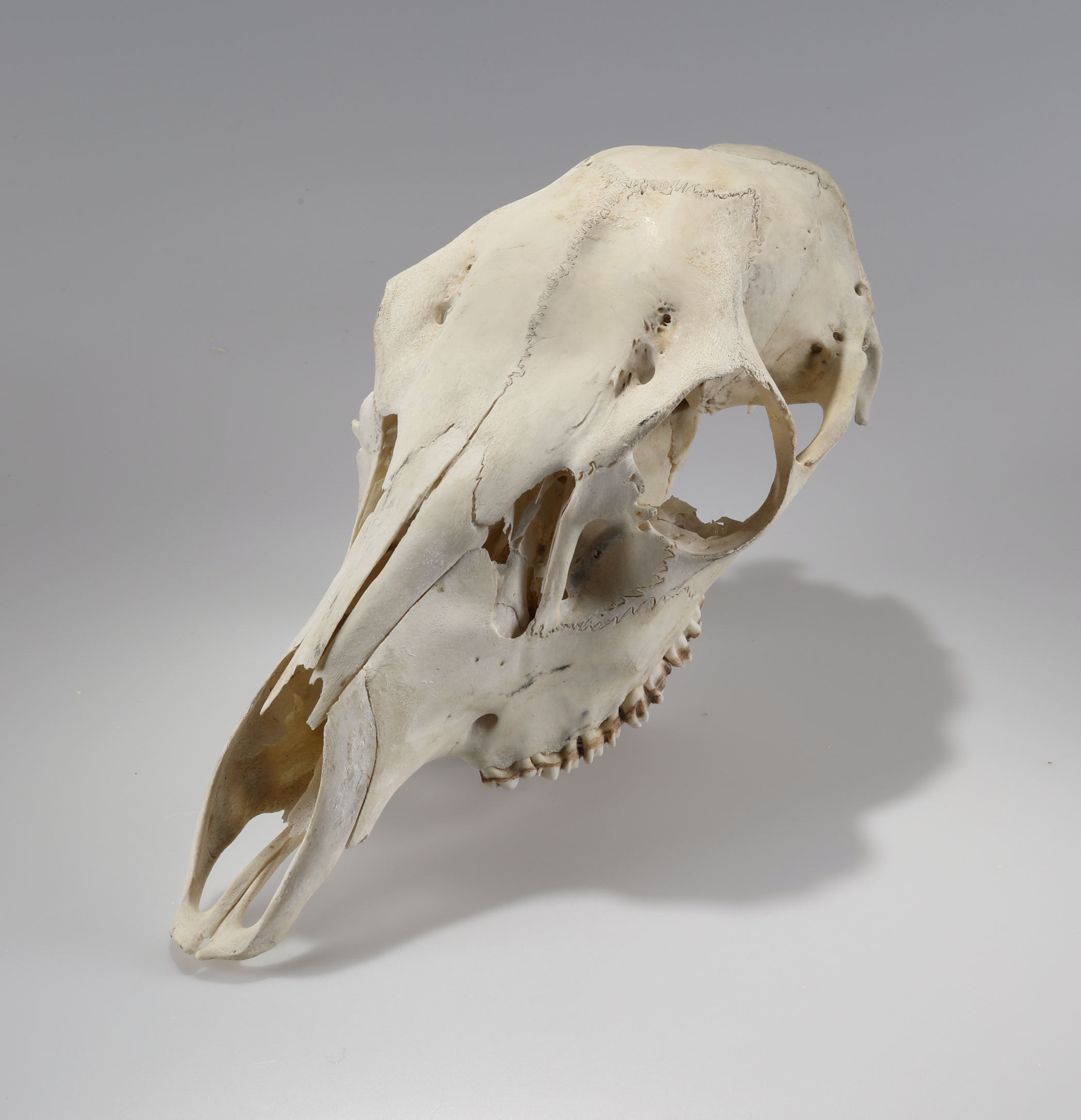 Náhledový obrázek Cervus elaphus (osteologický preparát) - 3