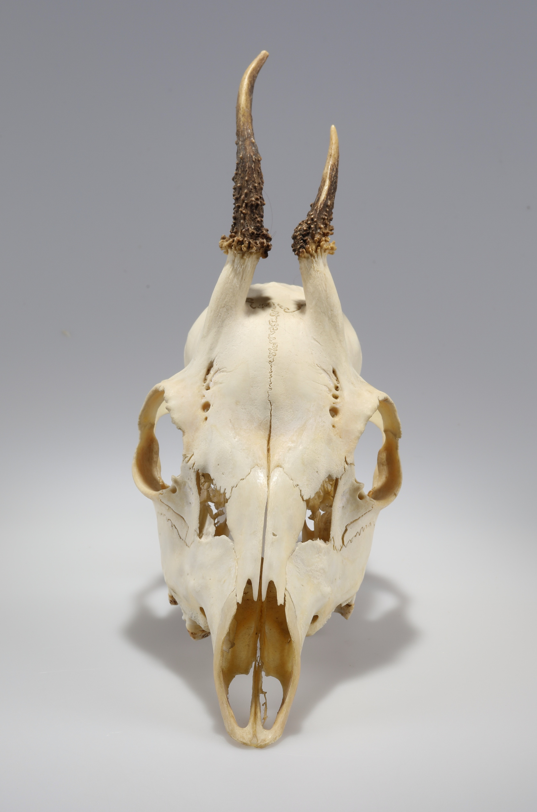 Náhledový obrázek Capreolus capreolus (osteologický preparát) - 2