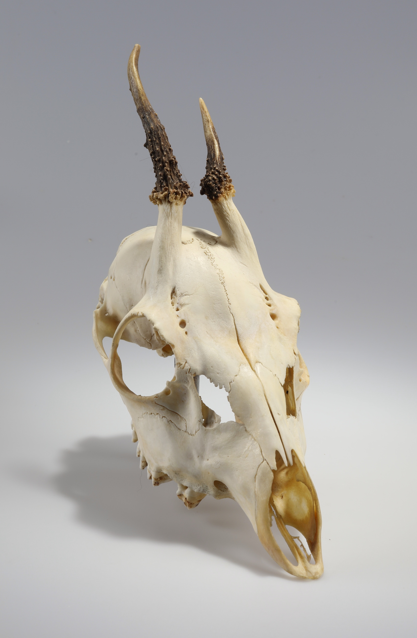 Náhledový obrázek Capreolus capreolus (osteologický preparát) - 3