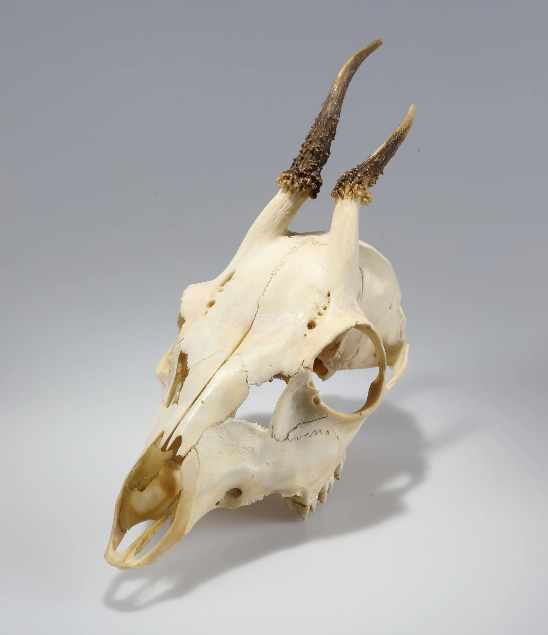 Náhledový obrázek předmětu Capreolus capreolus (osteologický preparát)