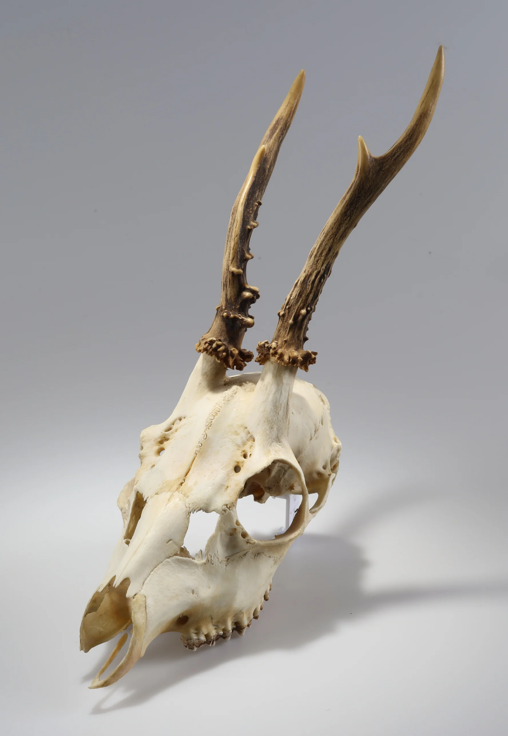 Náhledový obrázek předmětu Capreolus capreolus (osteologický preparát)