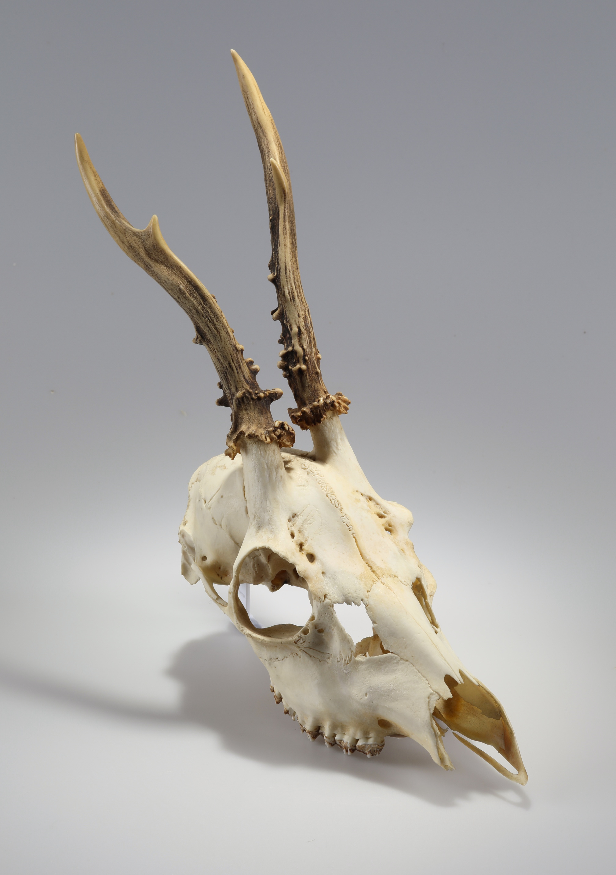 Náhledový obrázek Capreolus capreolus (osteologický preparát) - 3