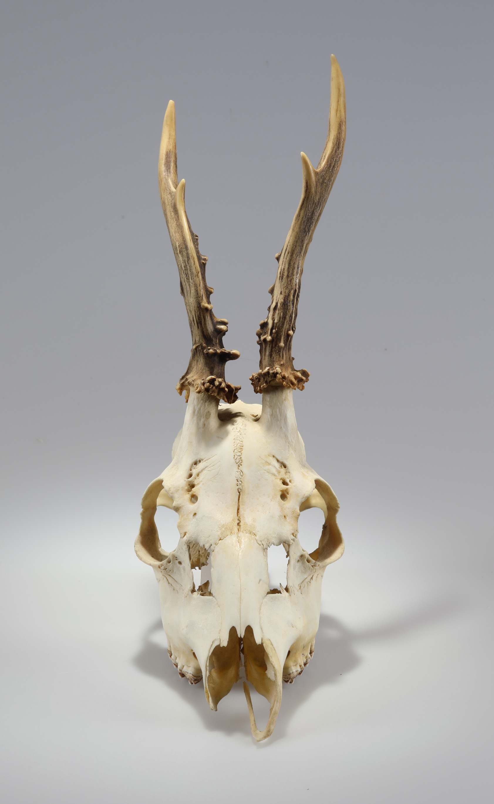 Náhledový obrázek Capreolus capreolus (osteologický preparát) - 2
