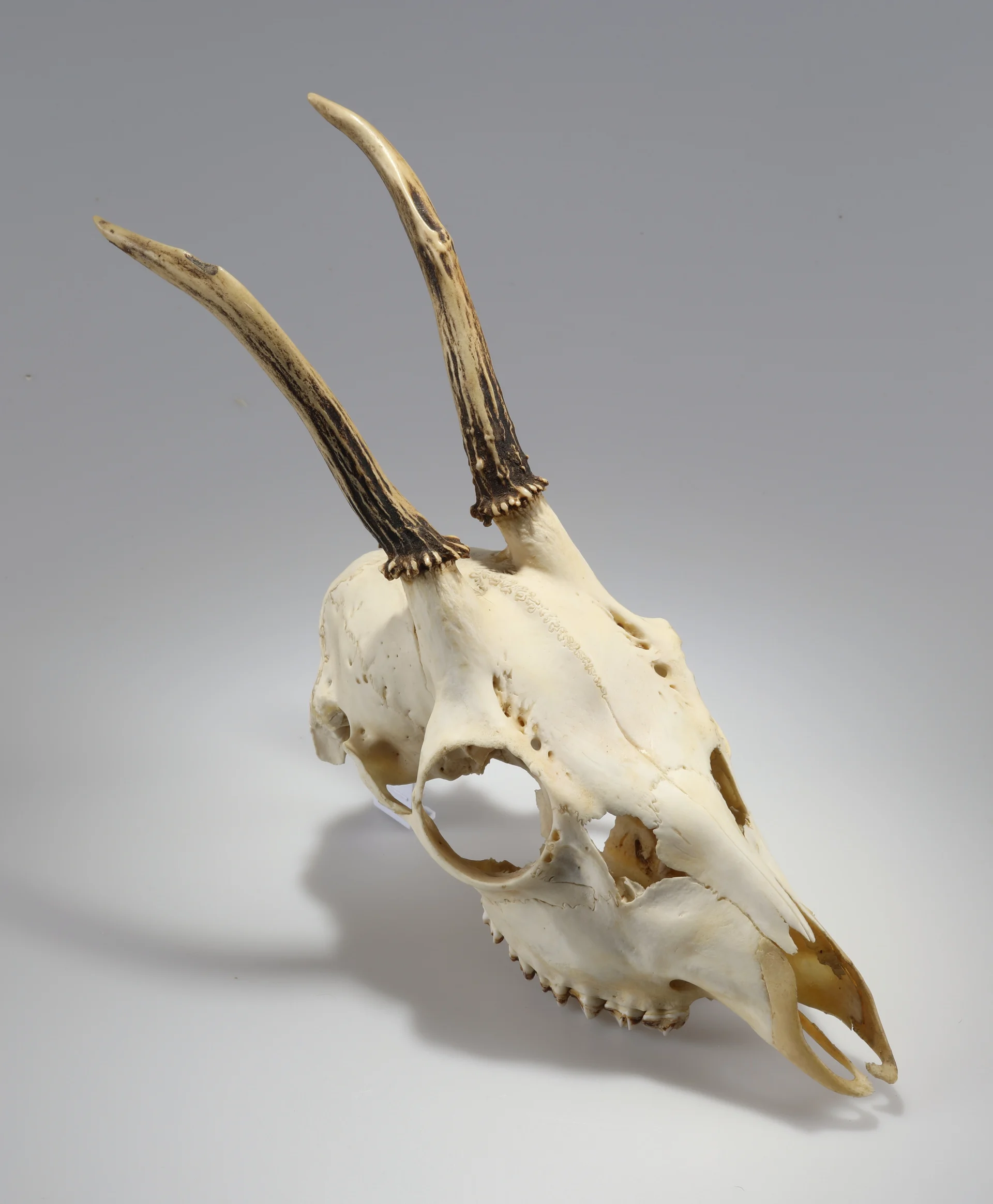 Náhledový obrázek předmětu Capreolus capreolus (osteologický preparát)