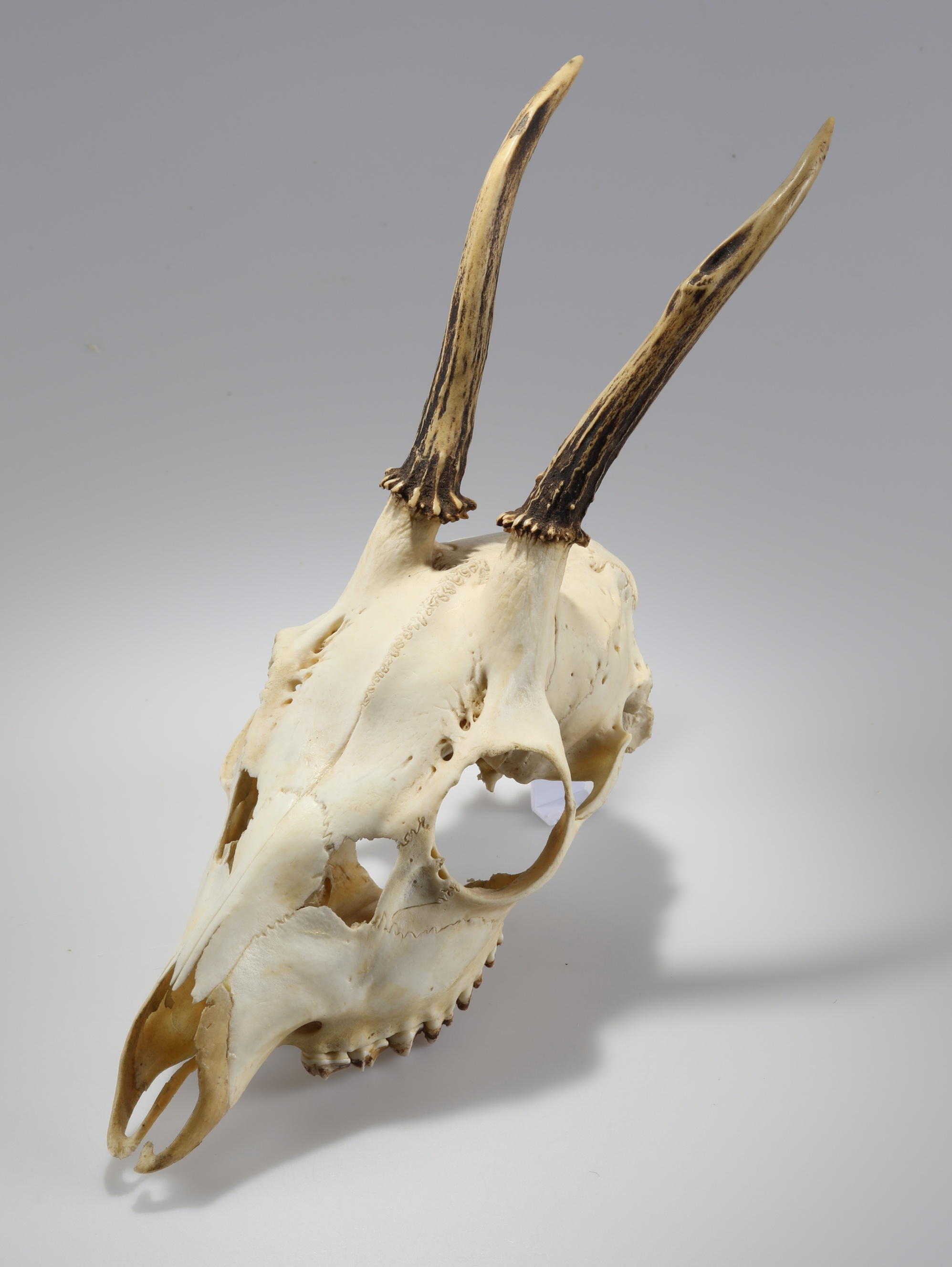 Náhledový obrázek Capreolus capreolus (osteologický preparát) - 3