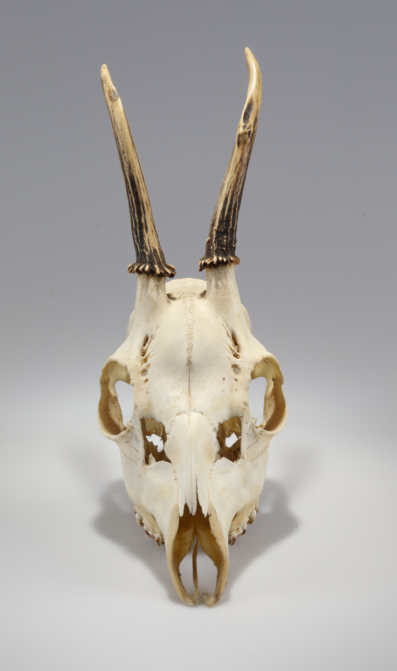 Náhledový obrázek Capreolus capreolus (osteologický preparát) - 2