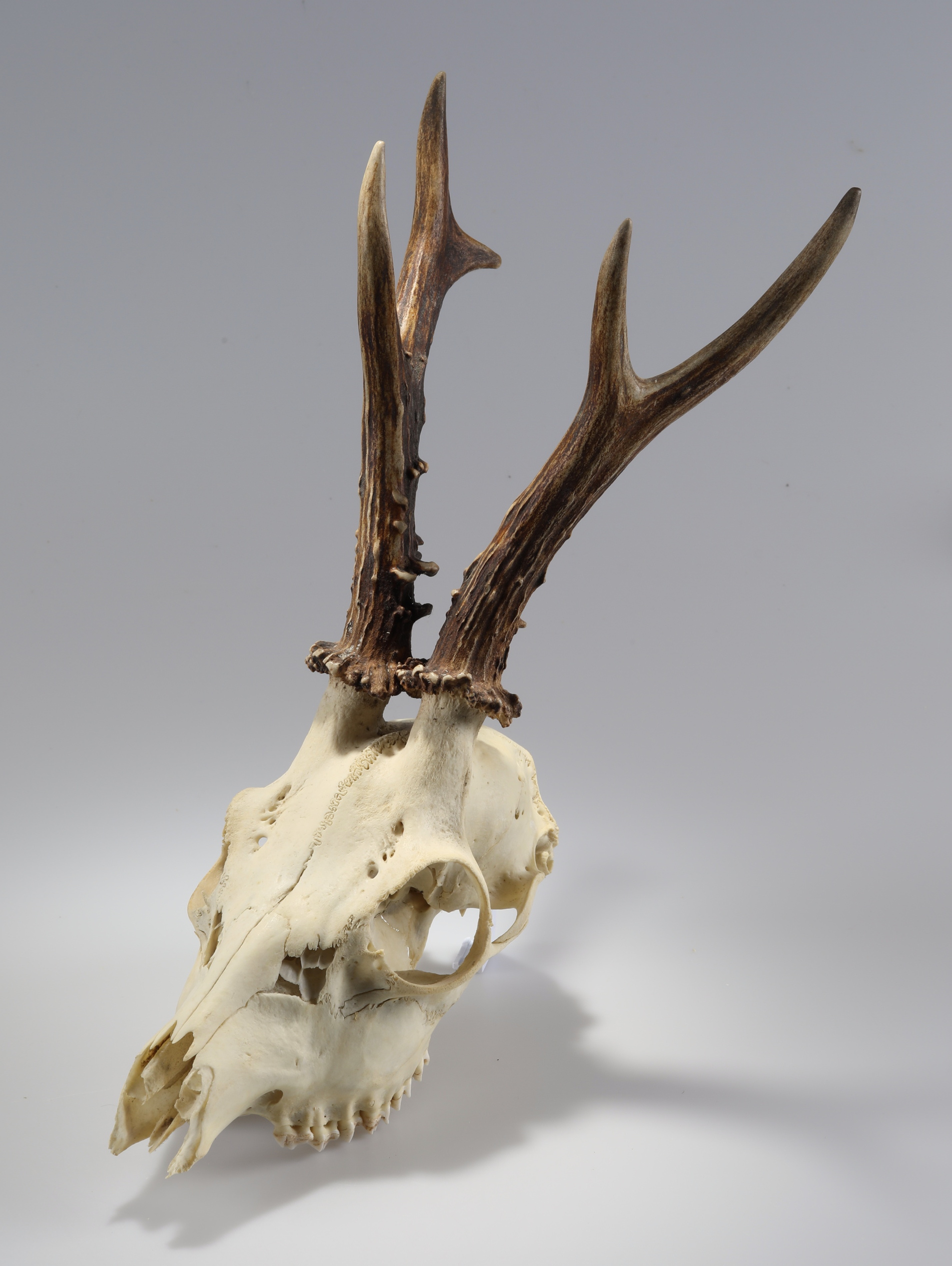 Náhledový obrázek Capreolus capreolus (osteologický preparát) - 1
