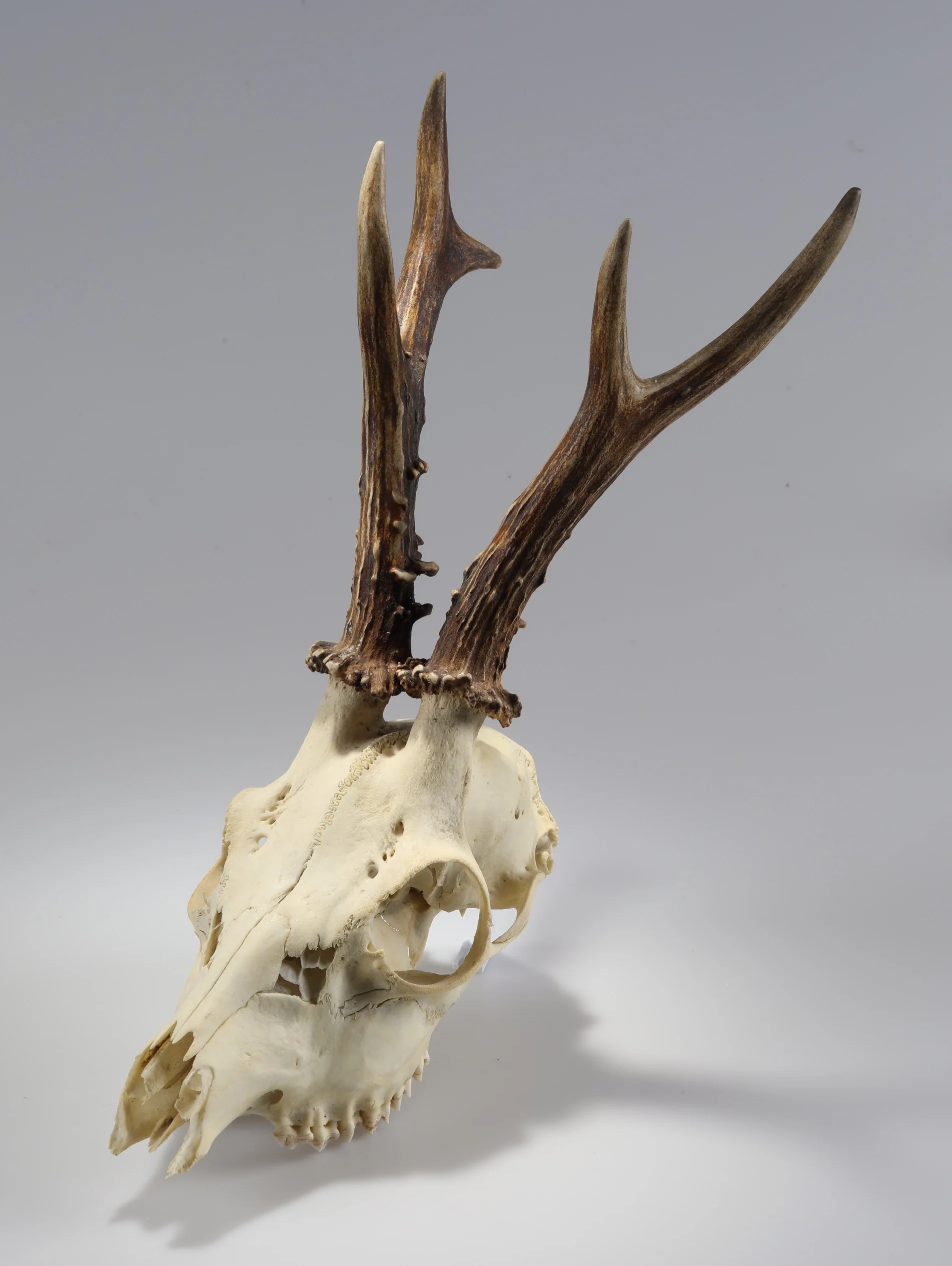 Náhledový obrázek předmětu Capreolus capreolus (osteologický preparát)