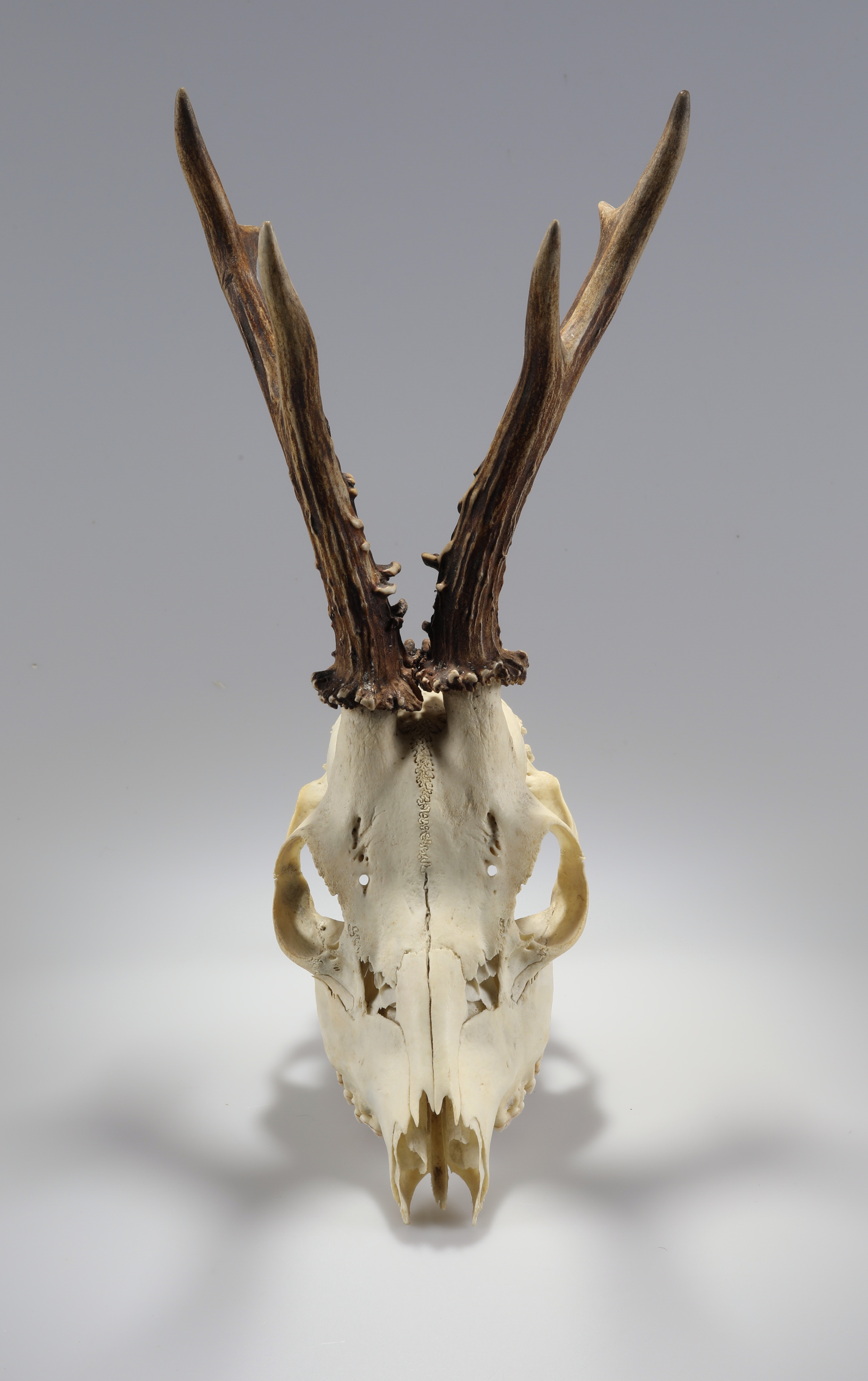 Náhledový obrázek Capreolus capreolus (osteologický preparát) - 2