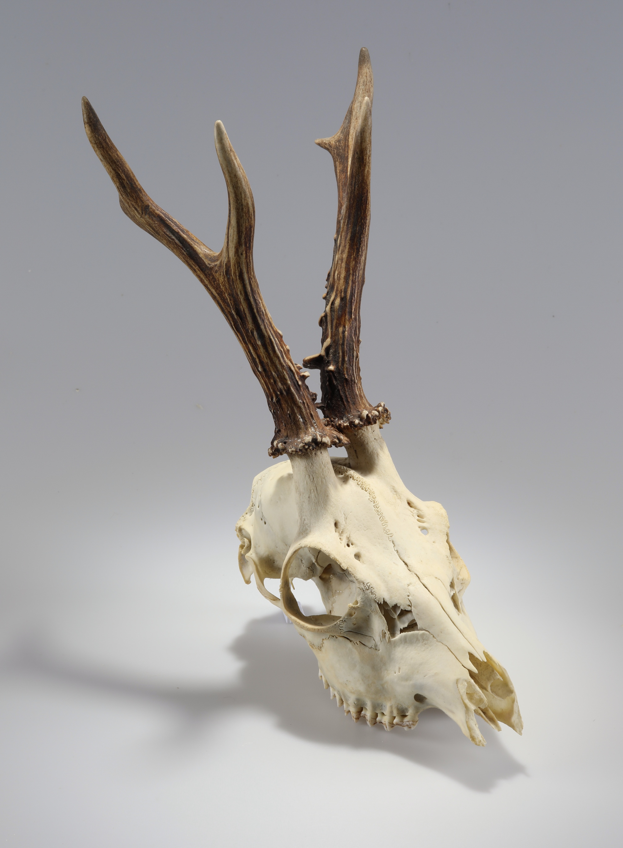 Náhledový obrázek Capreolus capreolus (osteologický preparát) - 3