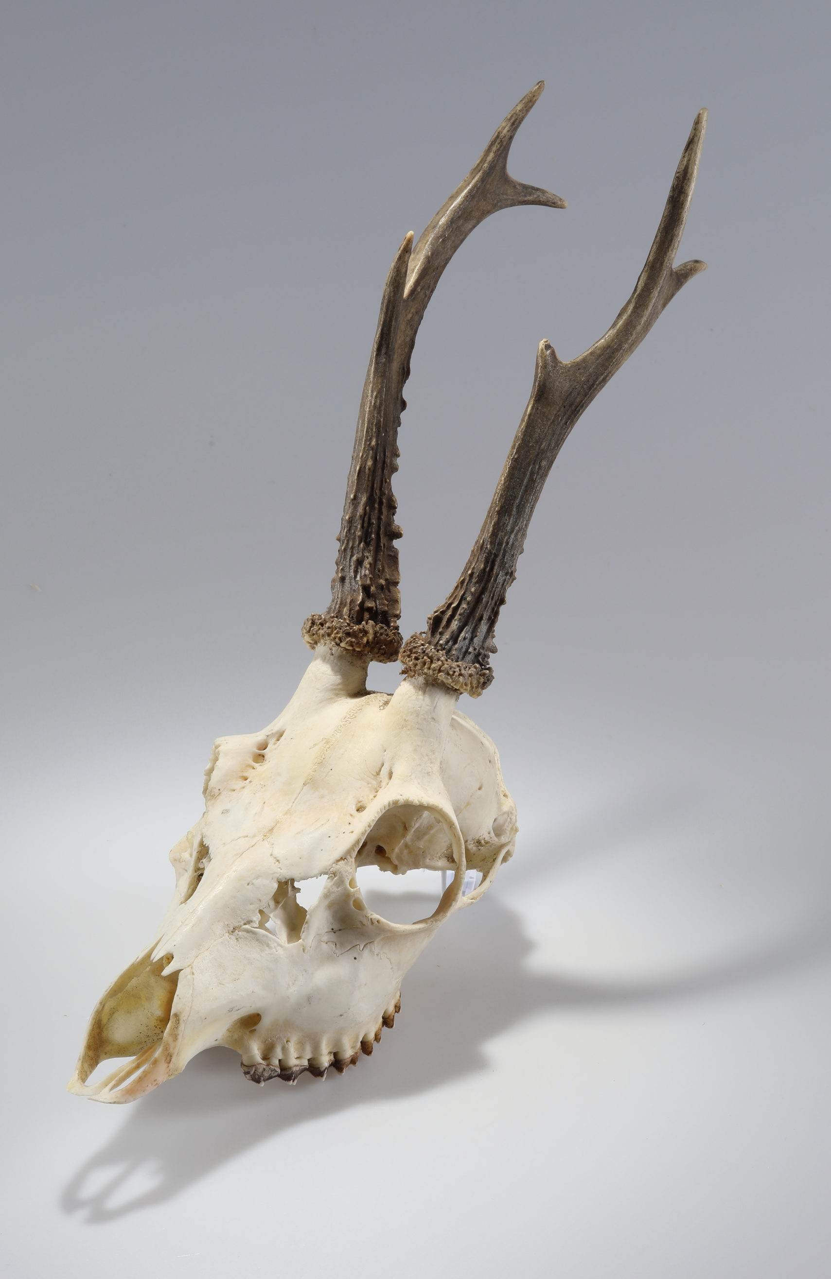 Náhledový obrázek Capreolus capreolus (osteologický preparát) - 3