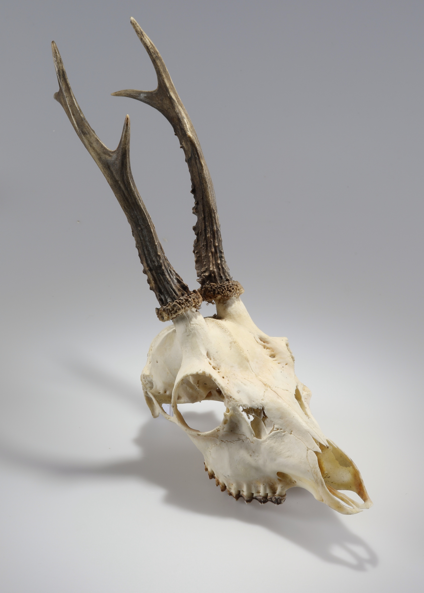 Náhledový obrázek Capreolus capreolus (osteologický preparát) - 1
