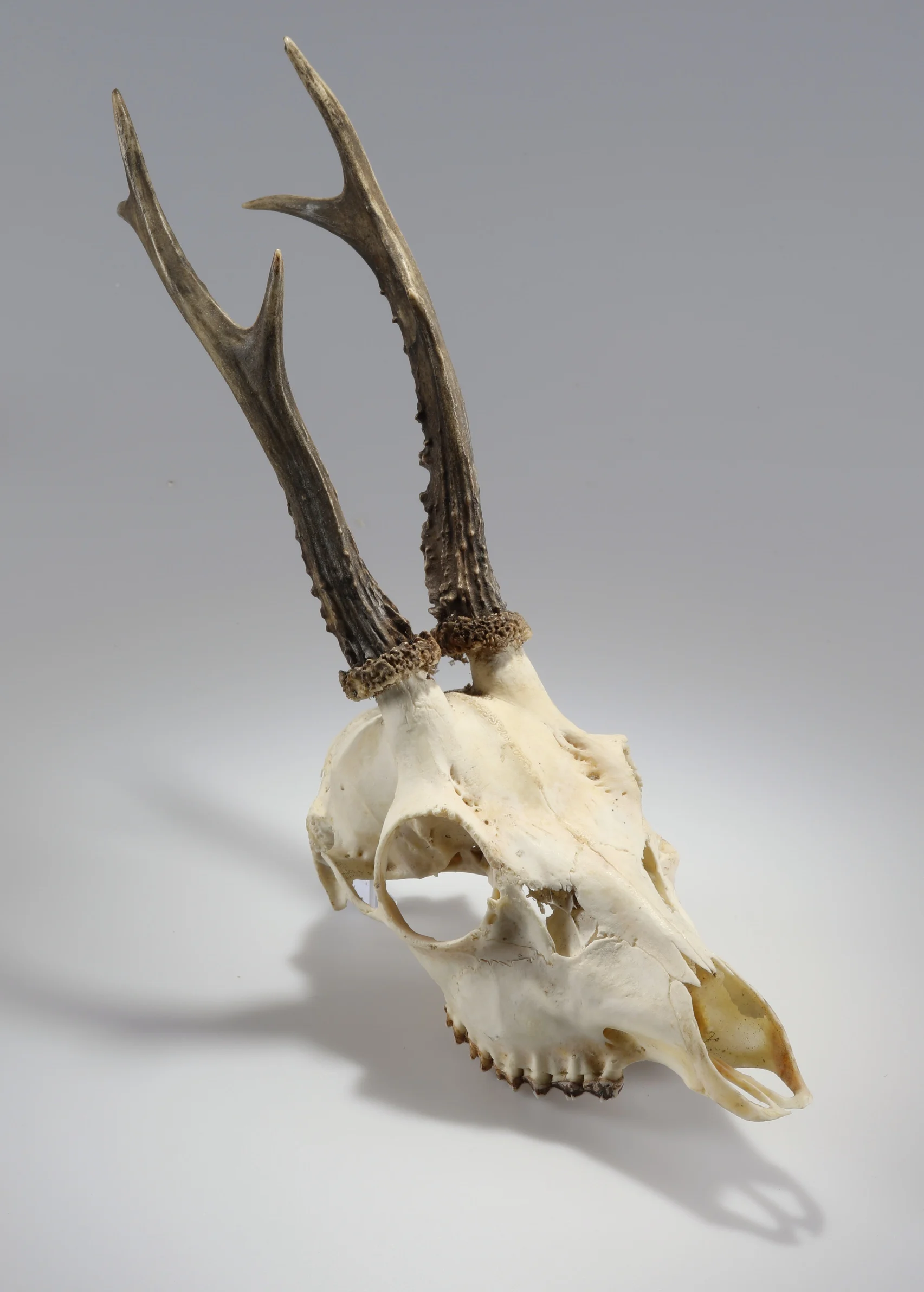 Náhledový obrázek předmětu Capreolus capreolus (osteologický preparát)