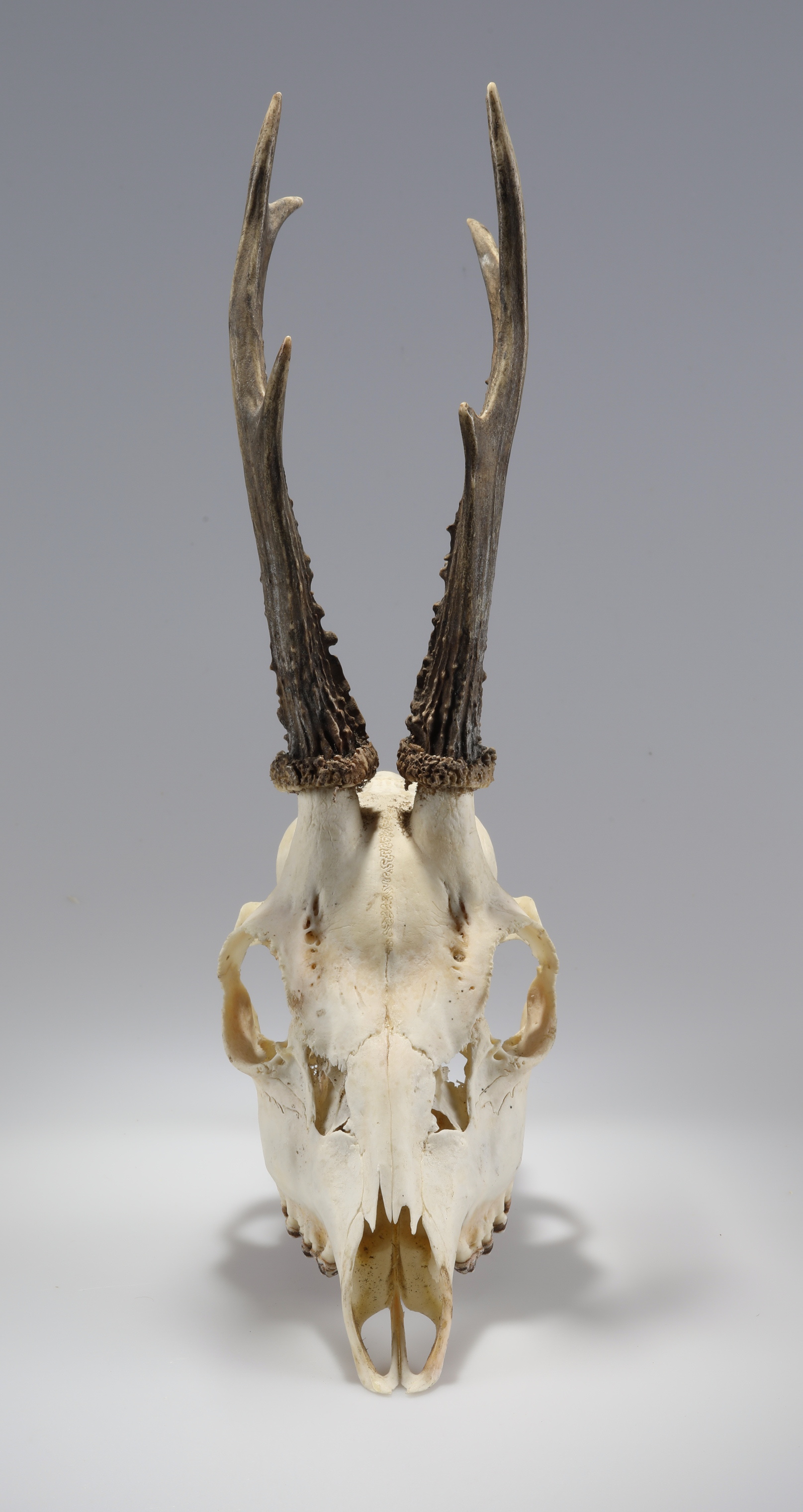 Náhledový obrázek Capreolus capreolus (osteologický preparát) - 2