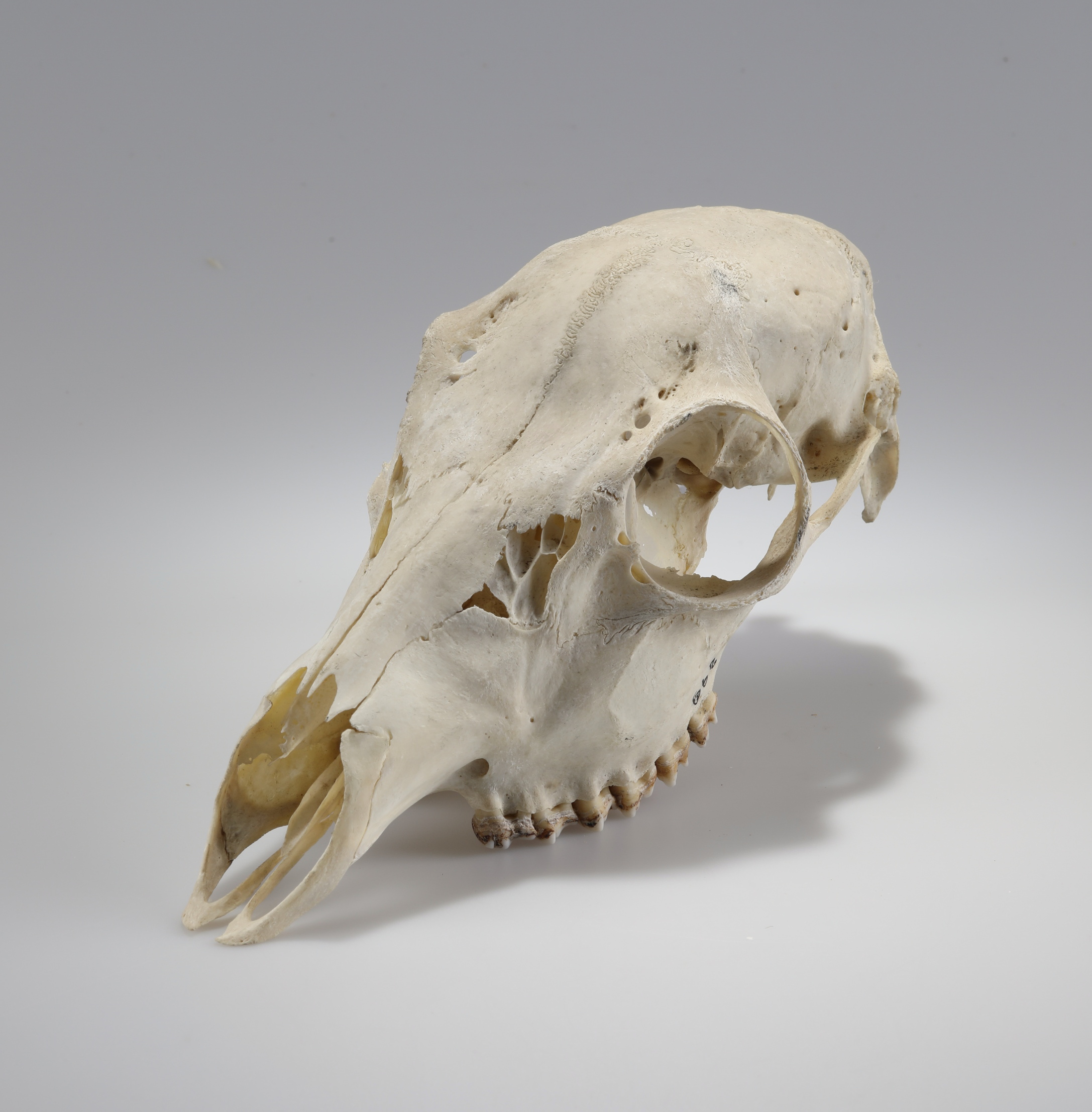 Náhledový obrázek Capreolus capreolus (osteologický preparát) - 1