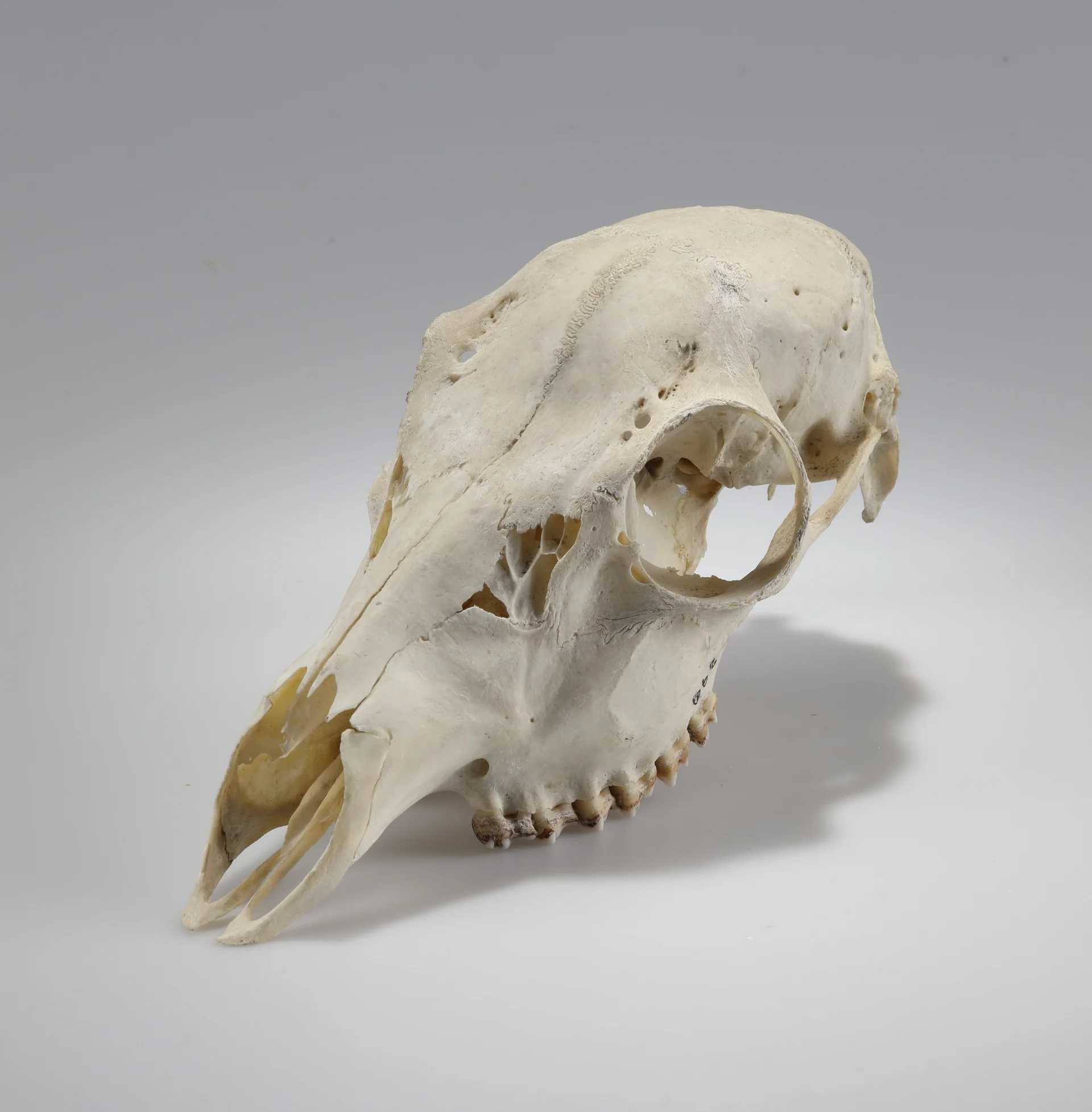 Náhledový obrázek předmětu Capreolus capreolus (osteologický preparát)