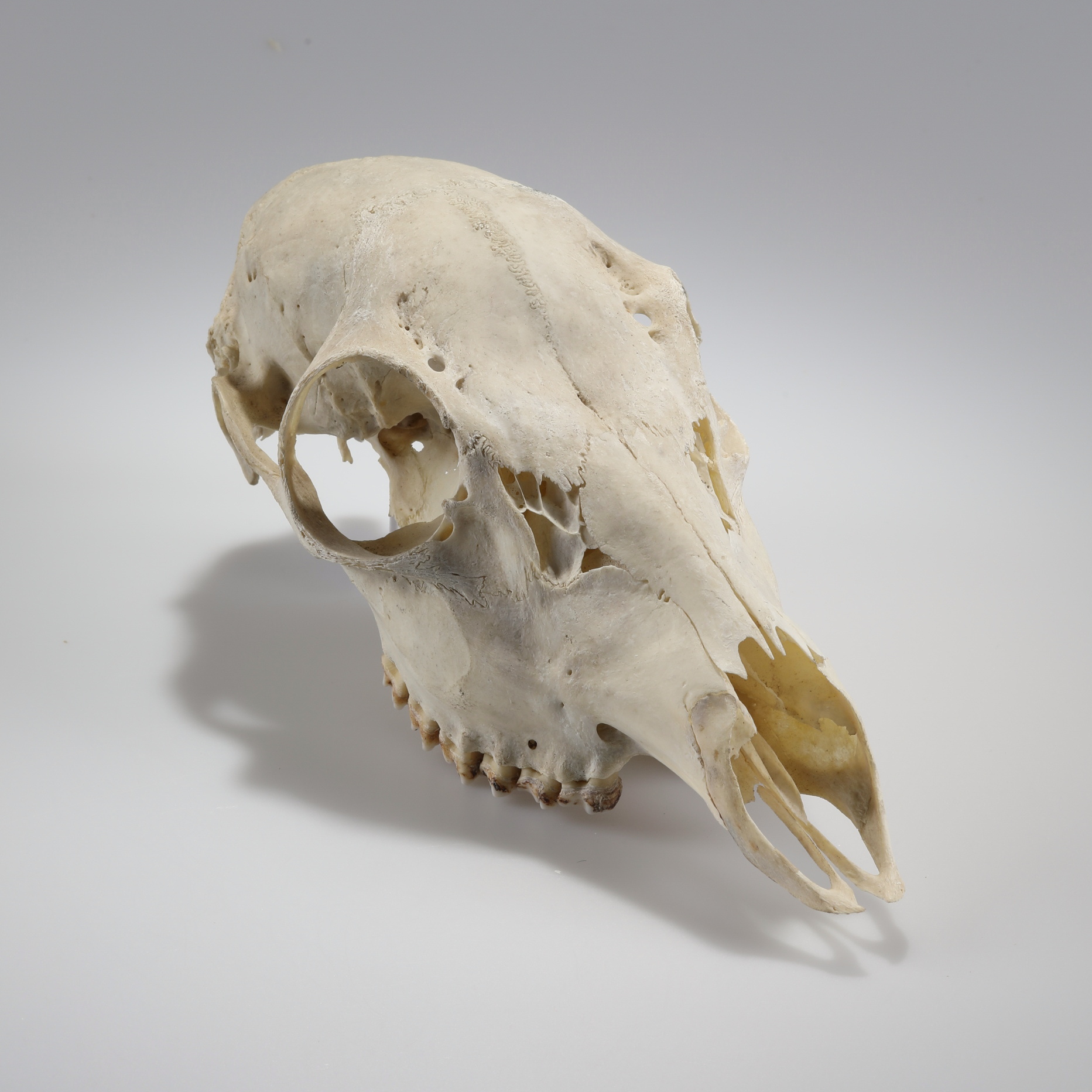 Náhledový obrázek Capreolus capreolus (osteologický preparát) - 3