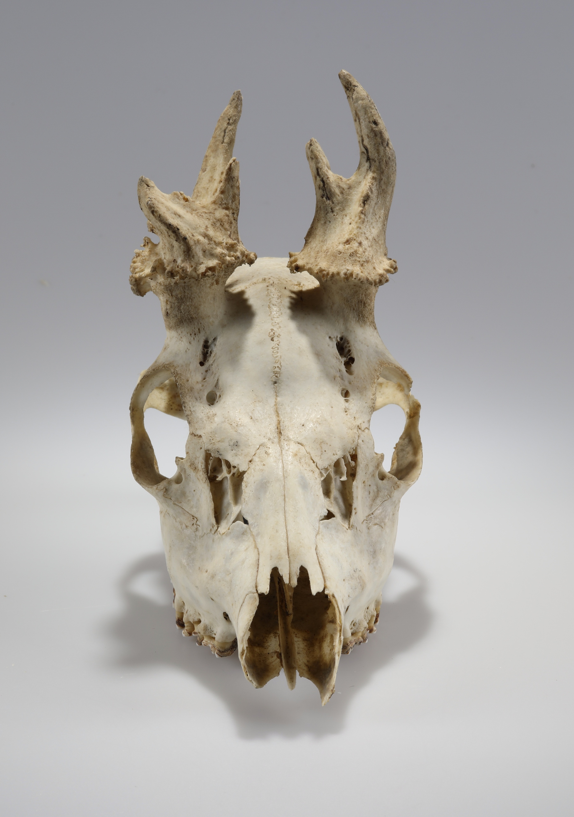 Náhledový obrázek Capreolus capreolus (osteologický preparát) - 2