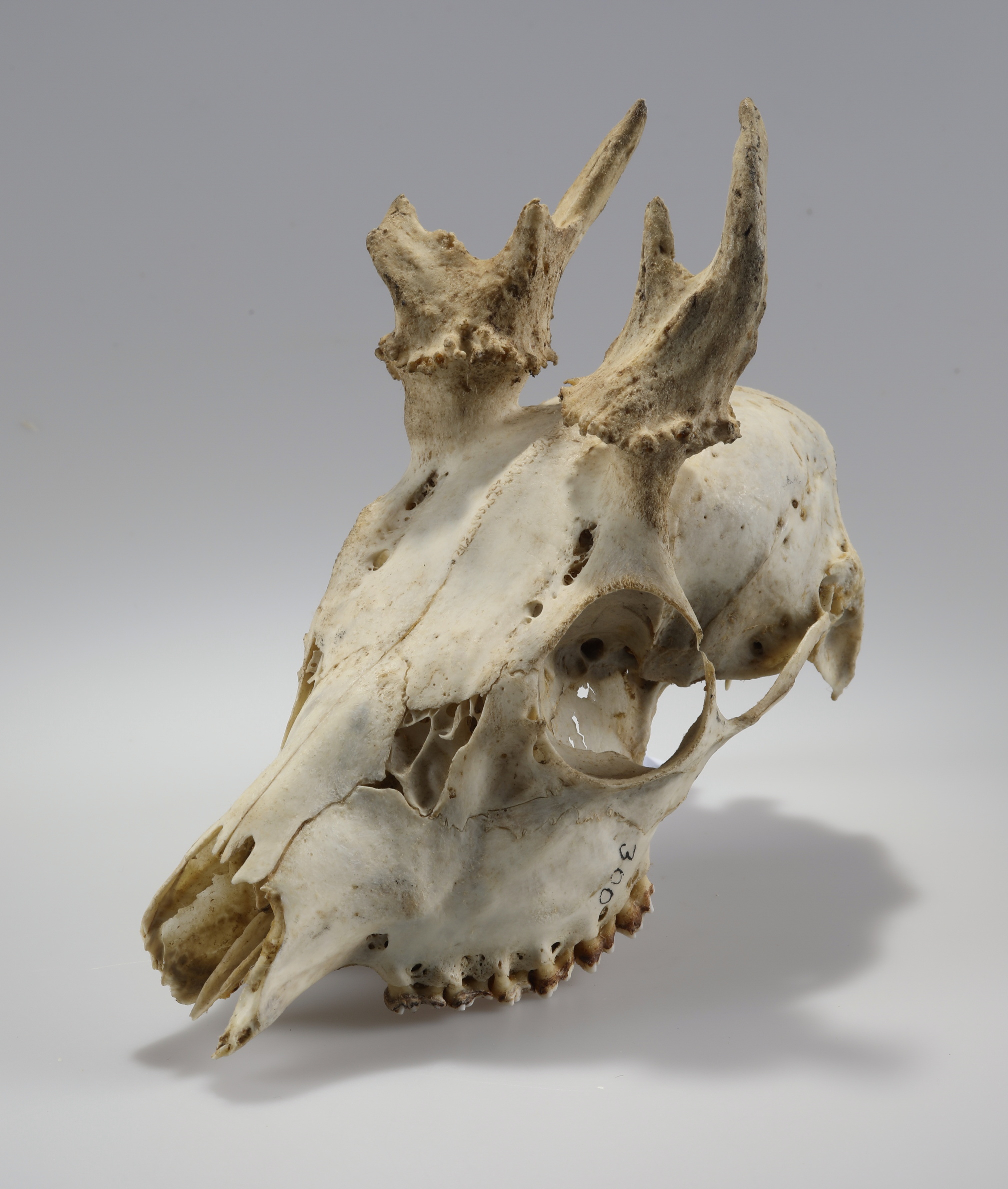 Náhledový obrázek Capreolus capreolus (osteologický preparát) - 1