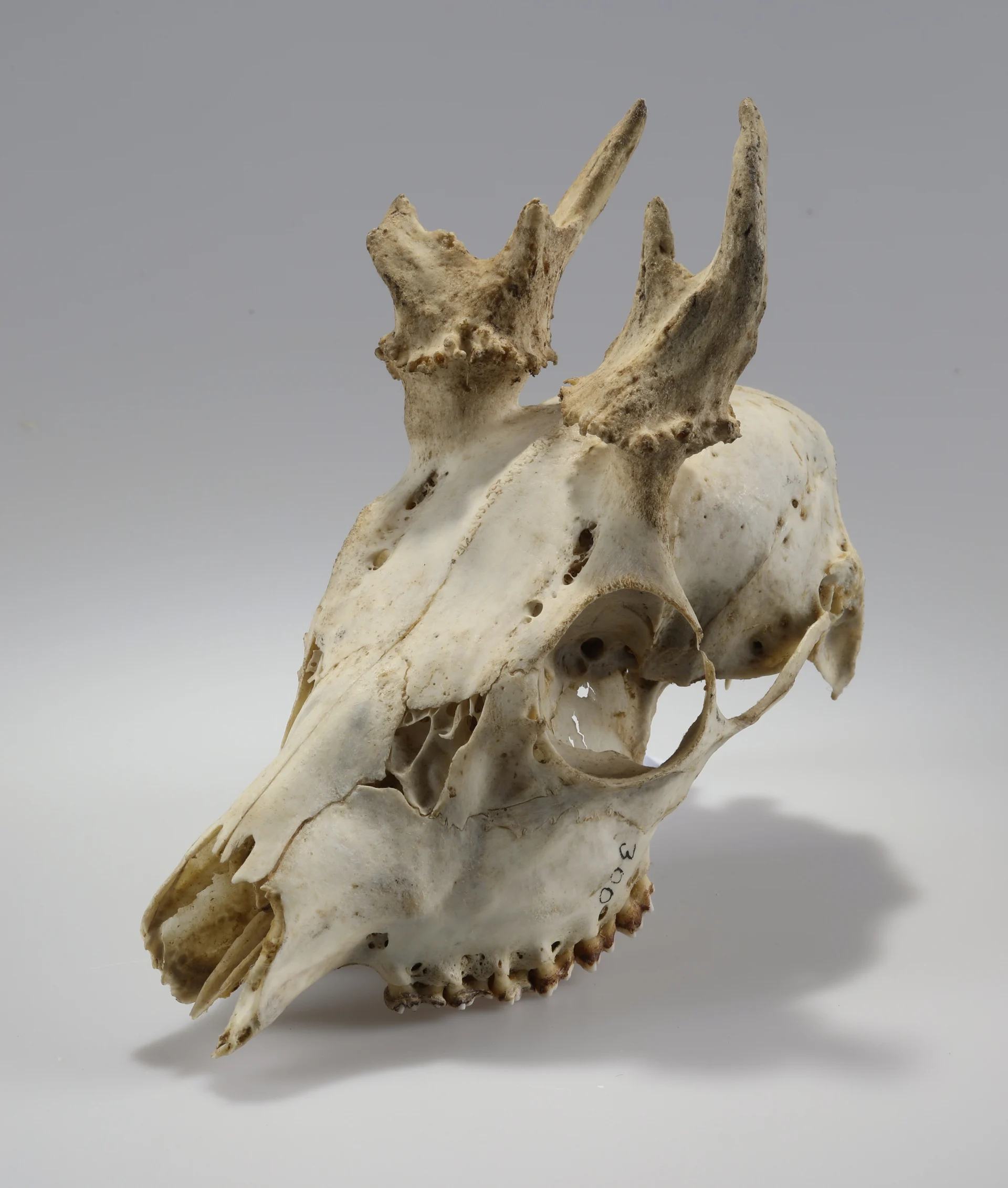 Náhledový obrázek předmětu Capreolus capreolus (osteologický preparát)