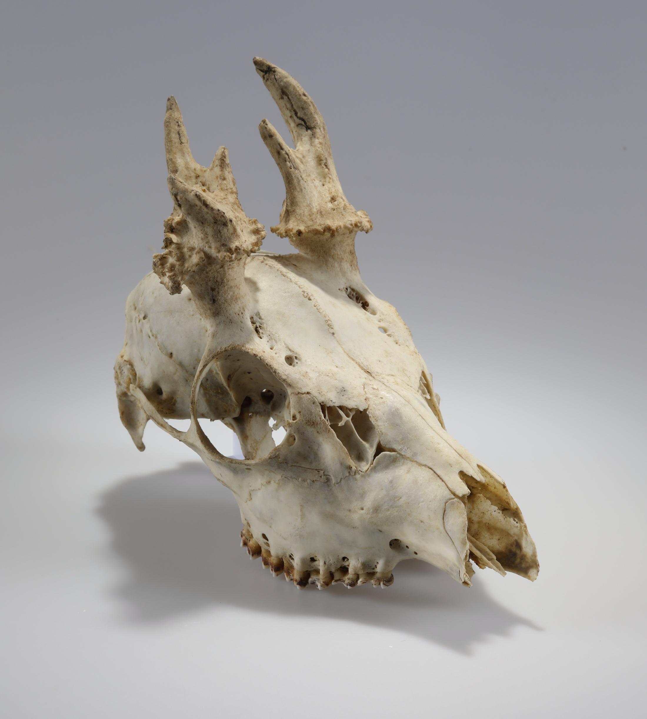 Náhledový obrázek Capreolus capreolus (osteologický preparát) - 3