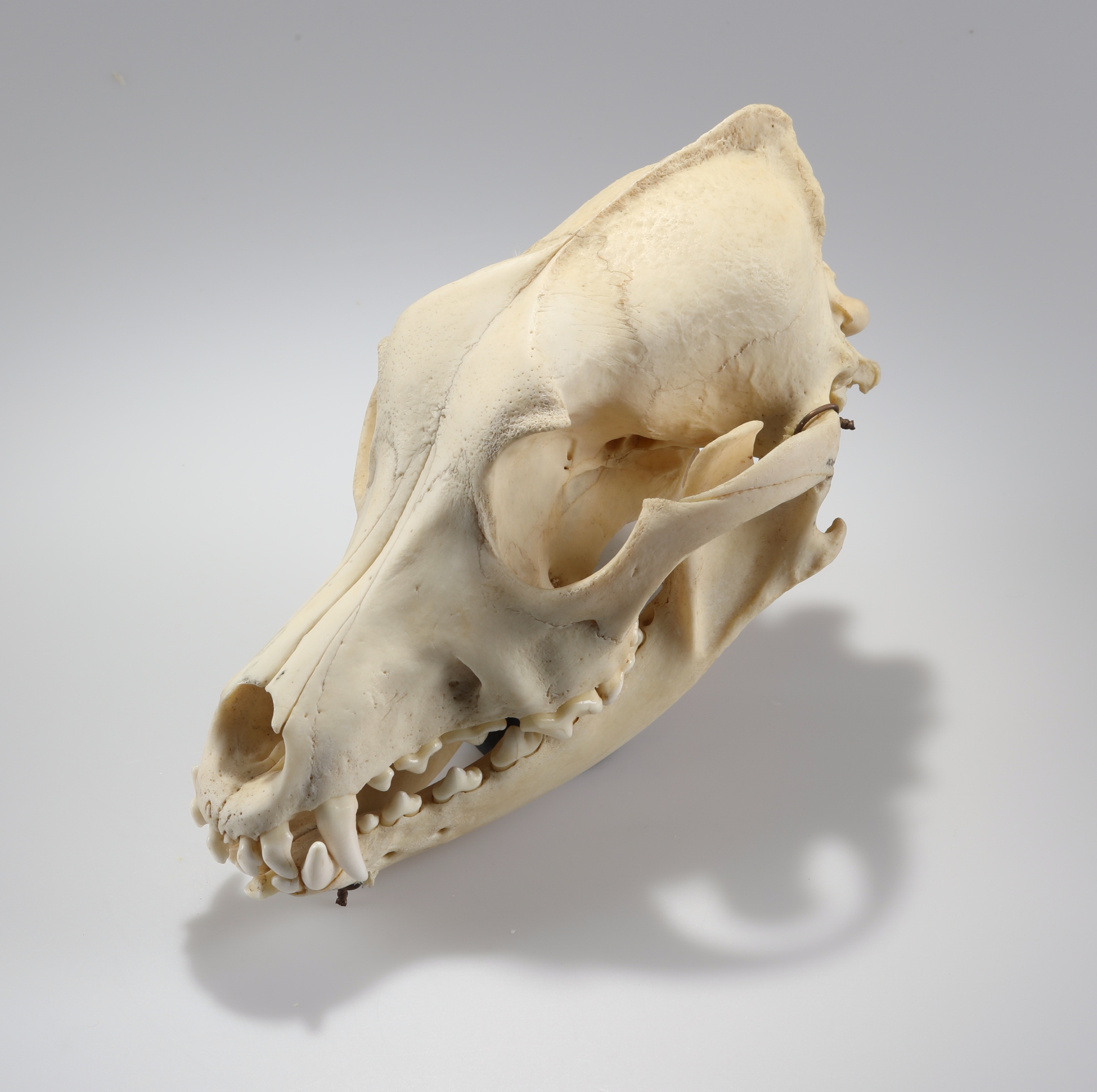 Náhledový obrázek Canis lupus f. familiaris (osteologický preparát) - 3