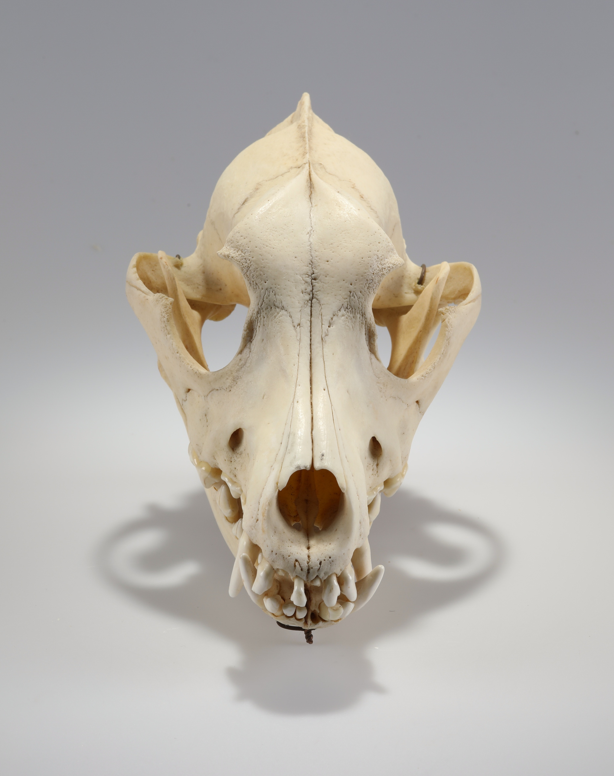 Náhledový obrázek Canis lupus f. familiaris (osteologický preparát) - 2