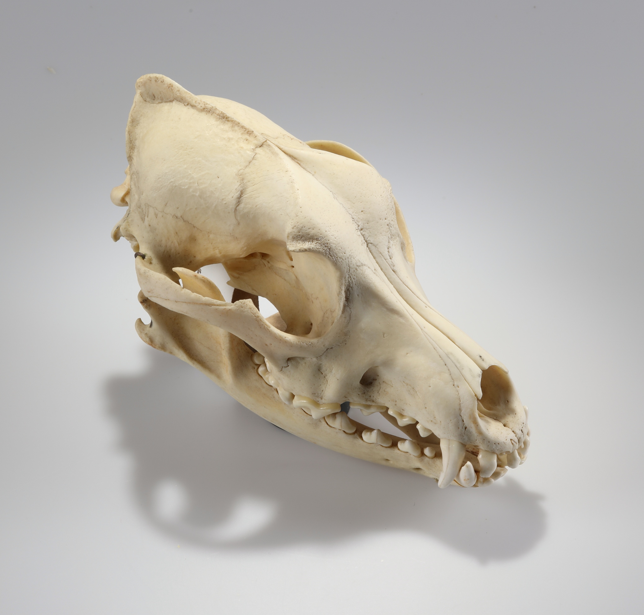 Náhledový obrázek Canis lupus f. familiaris (osteologický preparát) - 1