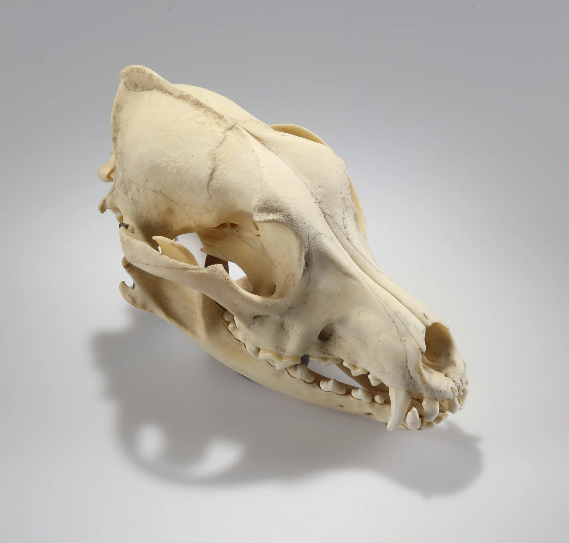 Náhledový obrázek předmětu Canis lupus f. familiaris (osteologický preparát)