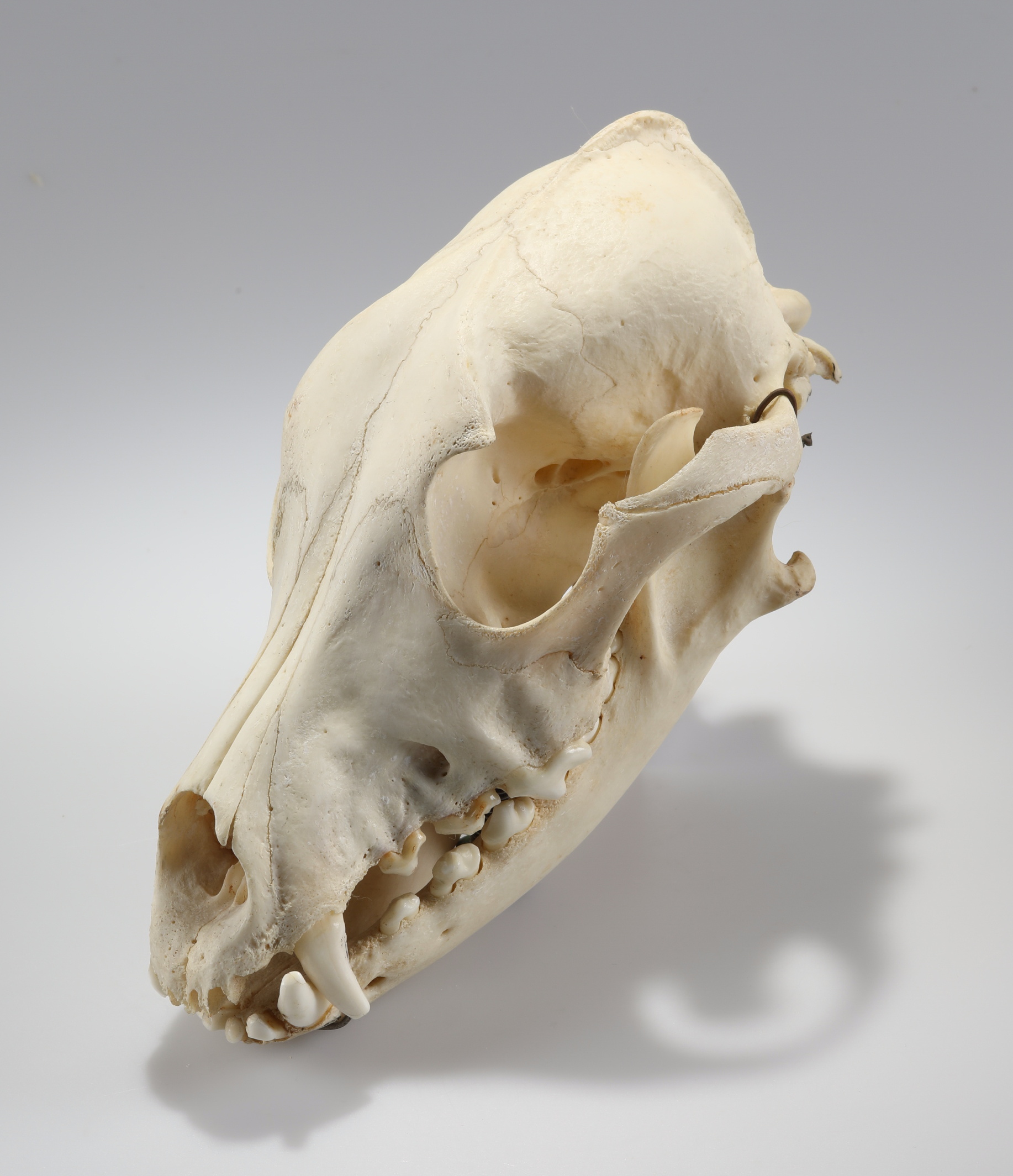 Náhledový obrázek Canis lupus f. familiaris (osteologický preparát) - 3