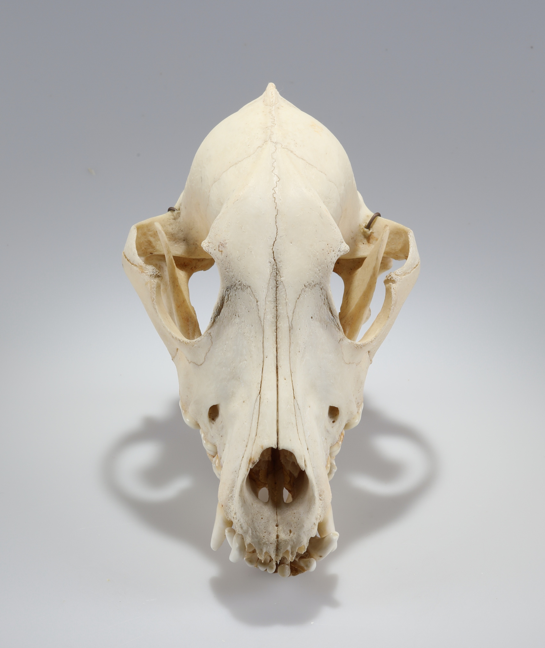 Náhledový obrázek Canis lupus f. familiaris (osteologický preparát) - 2