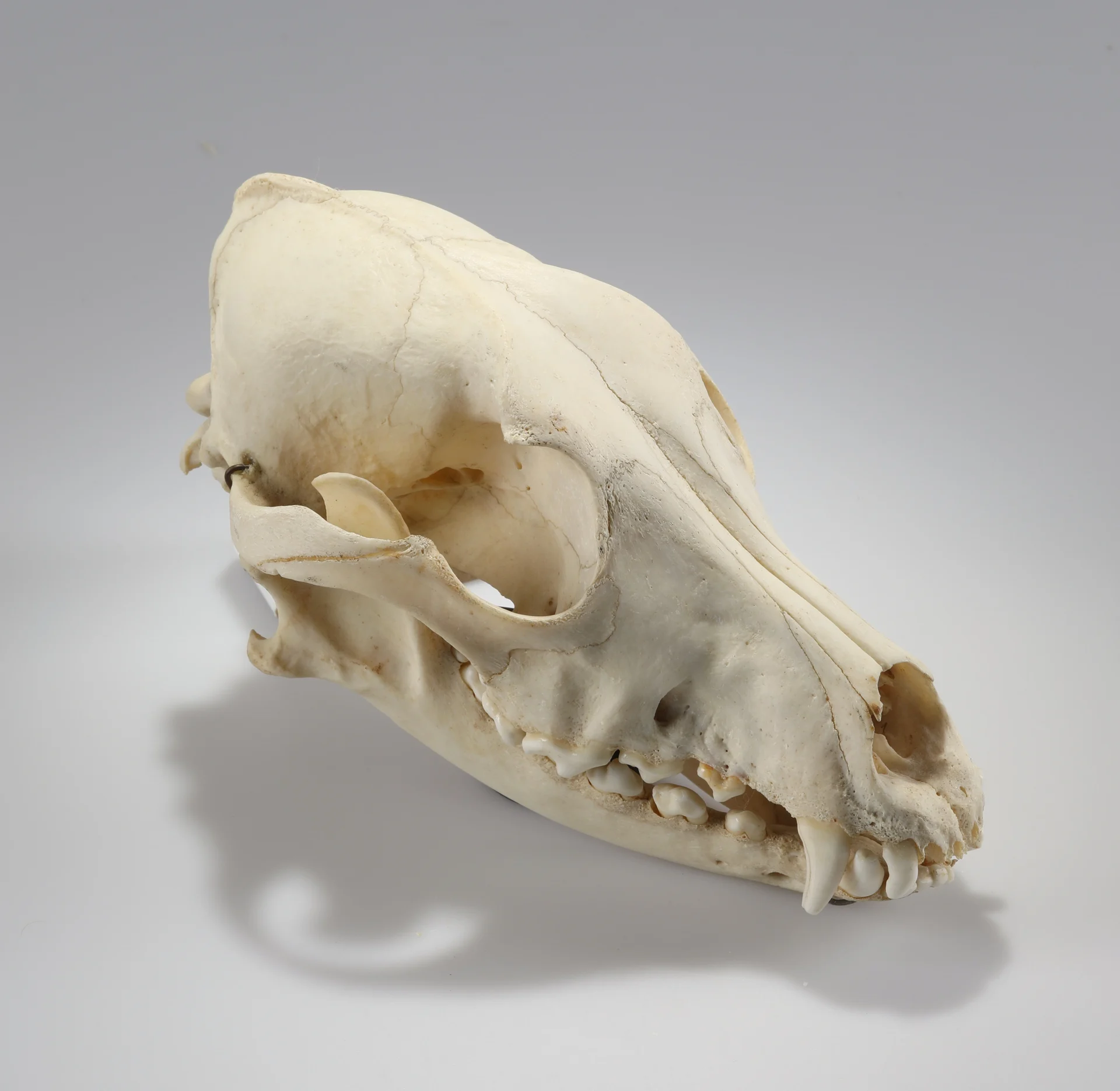Náhledový obrázek předmětu Canis lupus f. familiaris (osteologický preparát)