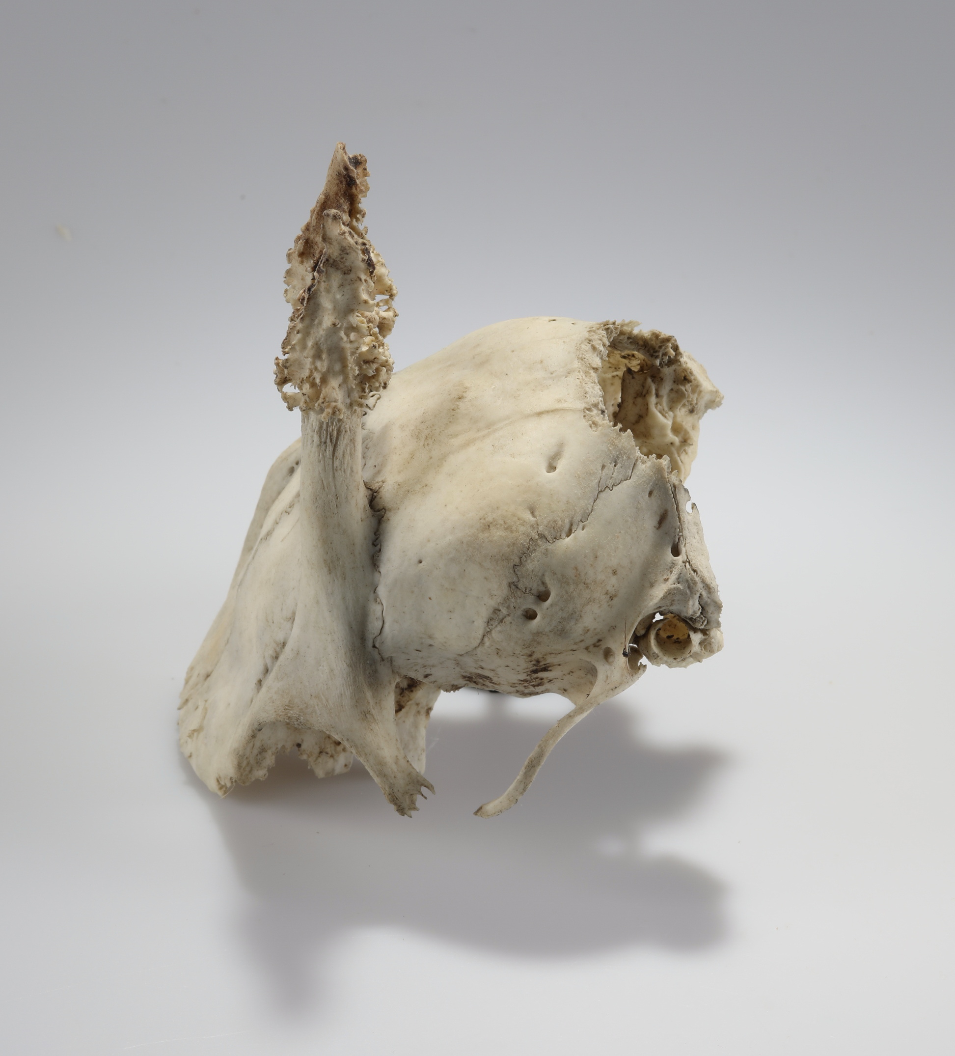Náhledový obrázek Capreolus capreolus (osteologický preparát) - 2