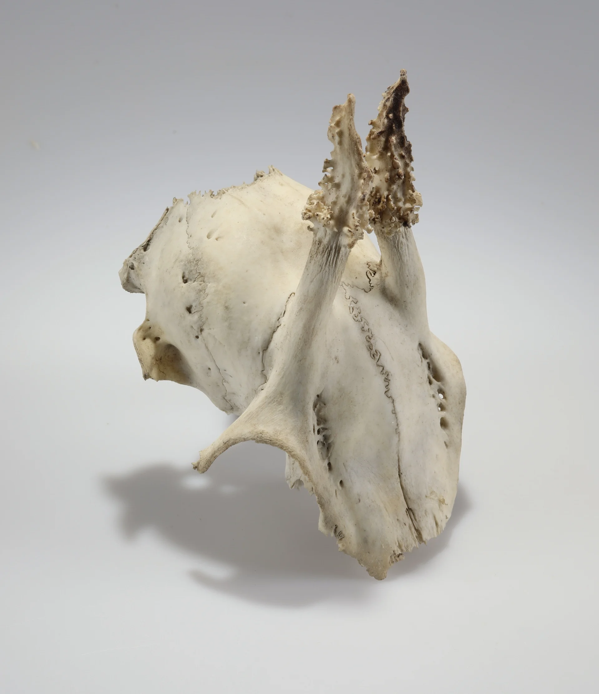 Náhledový obrázek předmětu Capreolus capreolus (osteologický preparát)