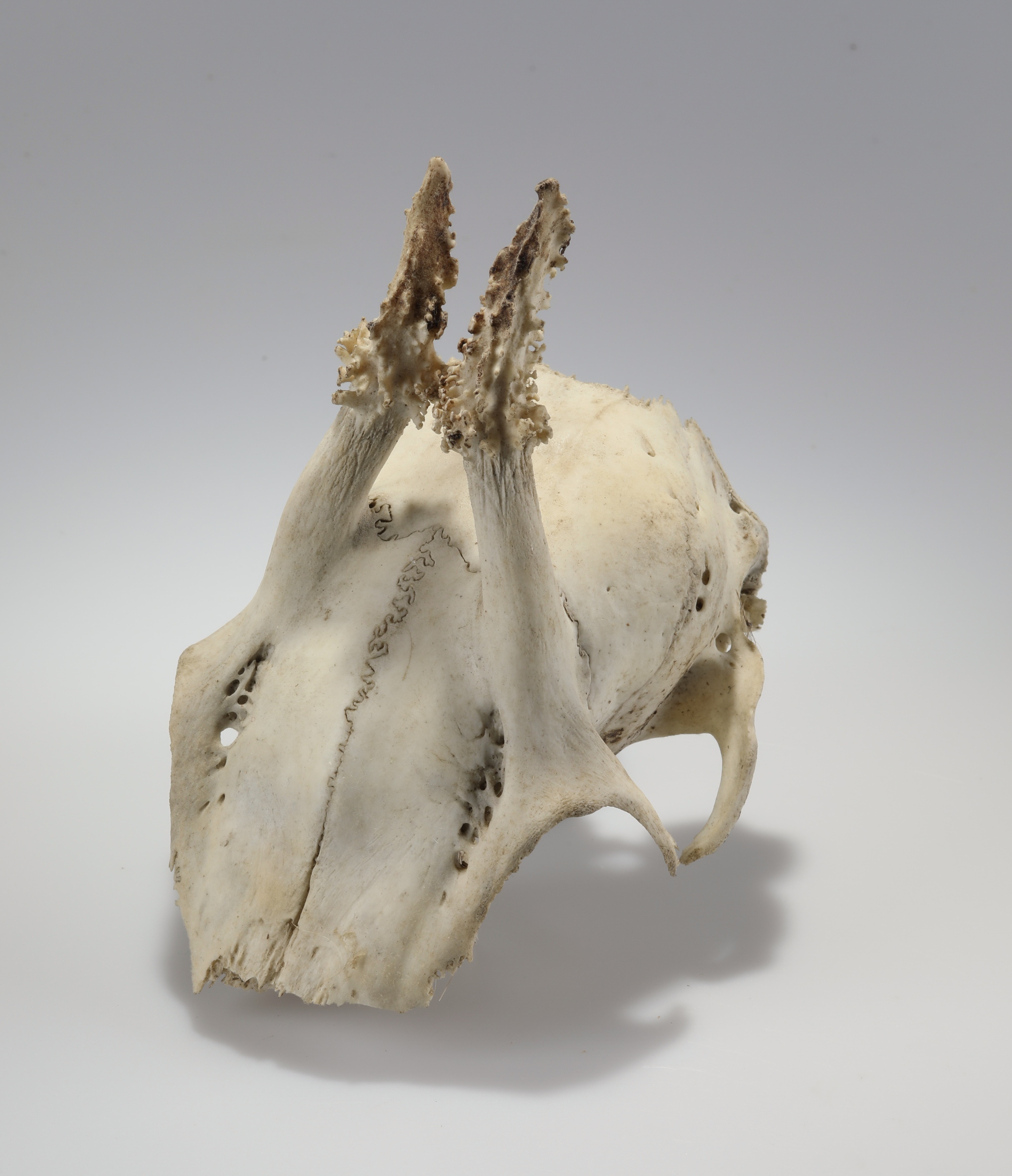 Náhledový obrázek Capreolus capreolus (osteologický preparát) - 3